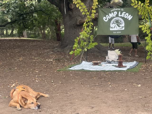 Our backdrop for the birthday boy! Under the old oak tree 