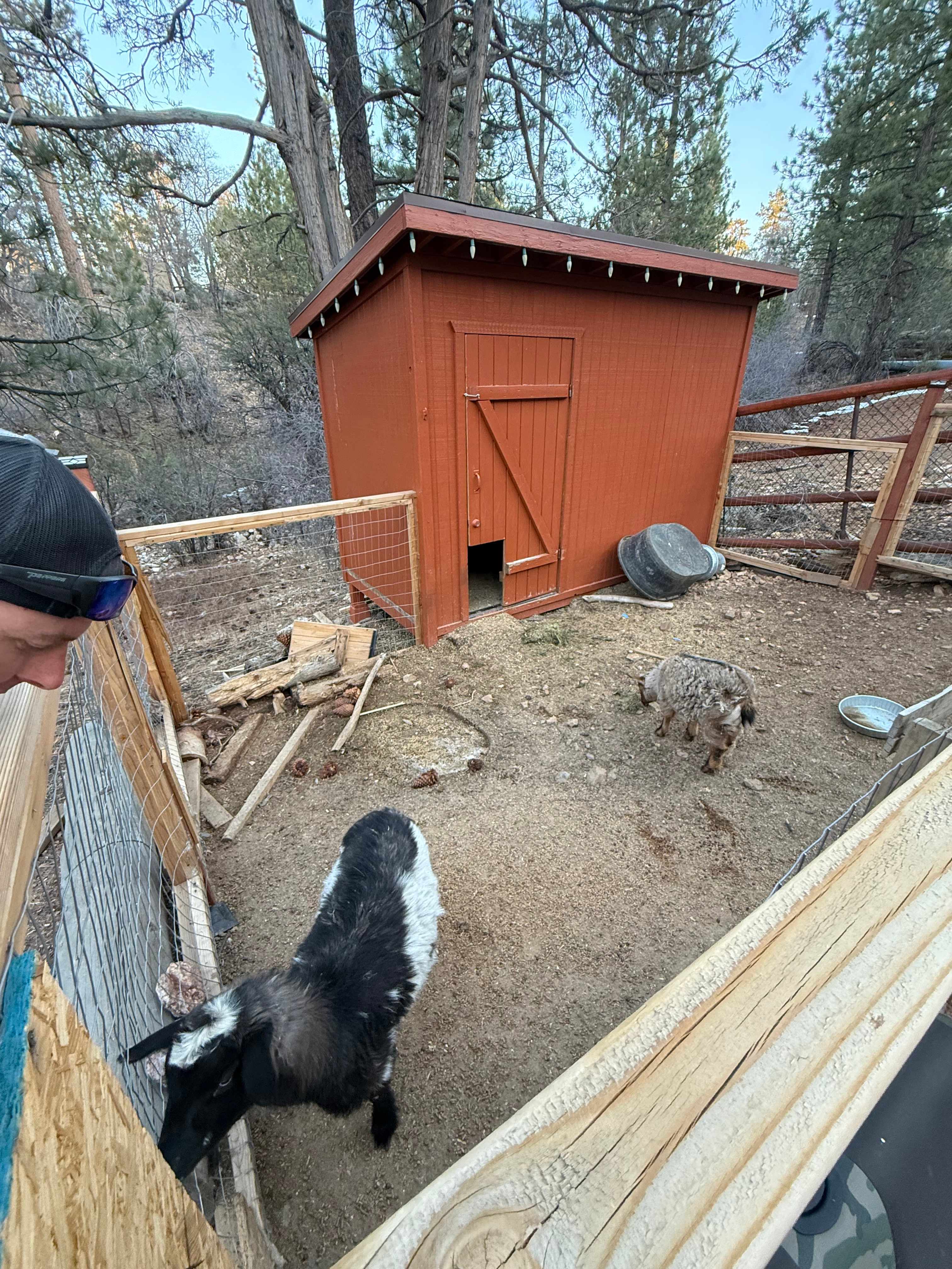 Goats!