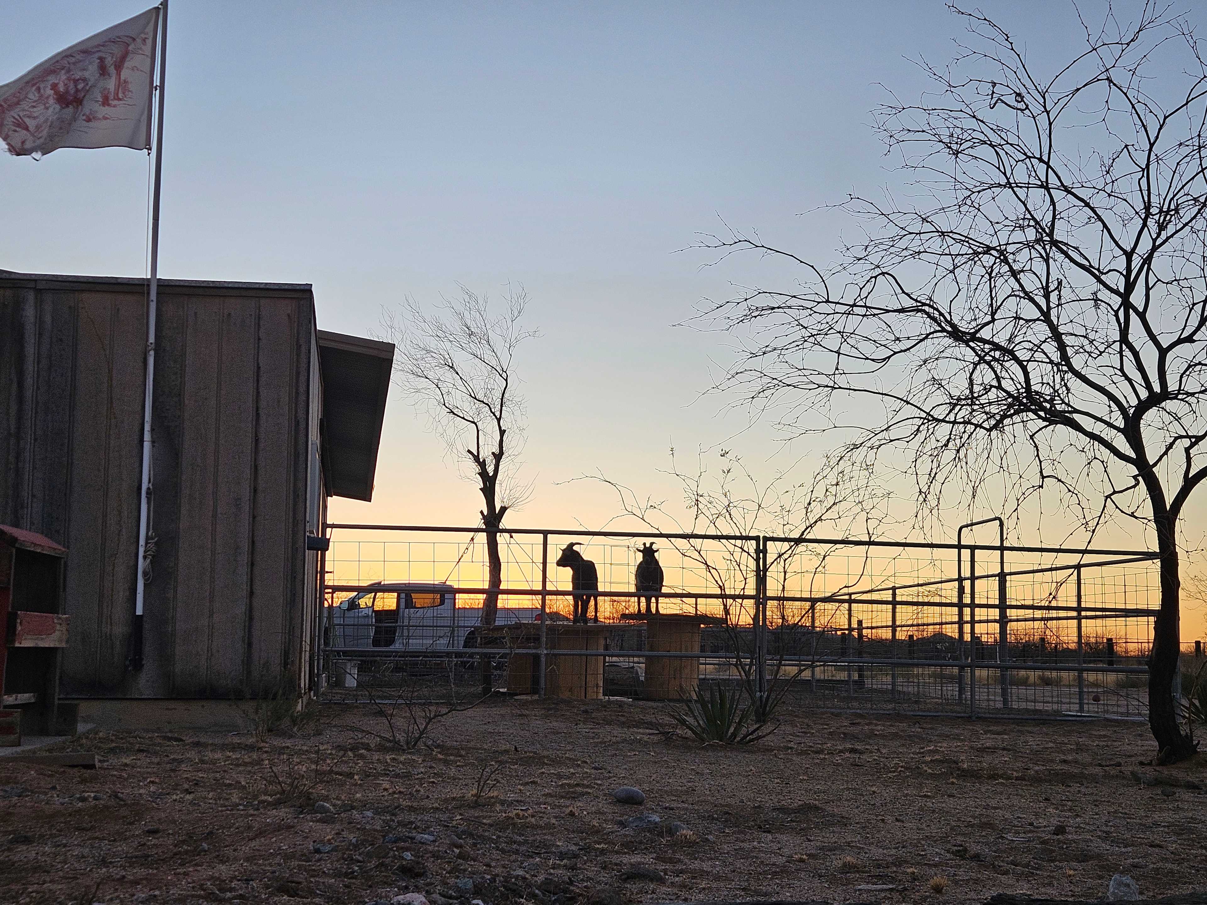 Goats at sunset