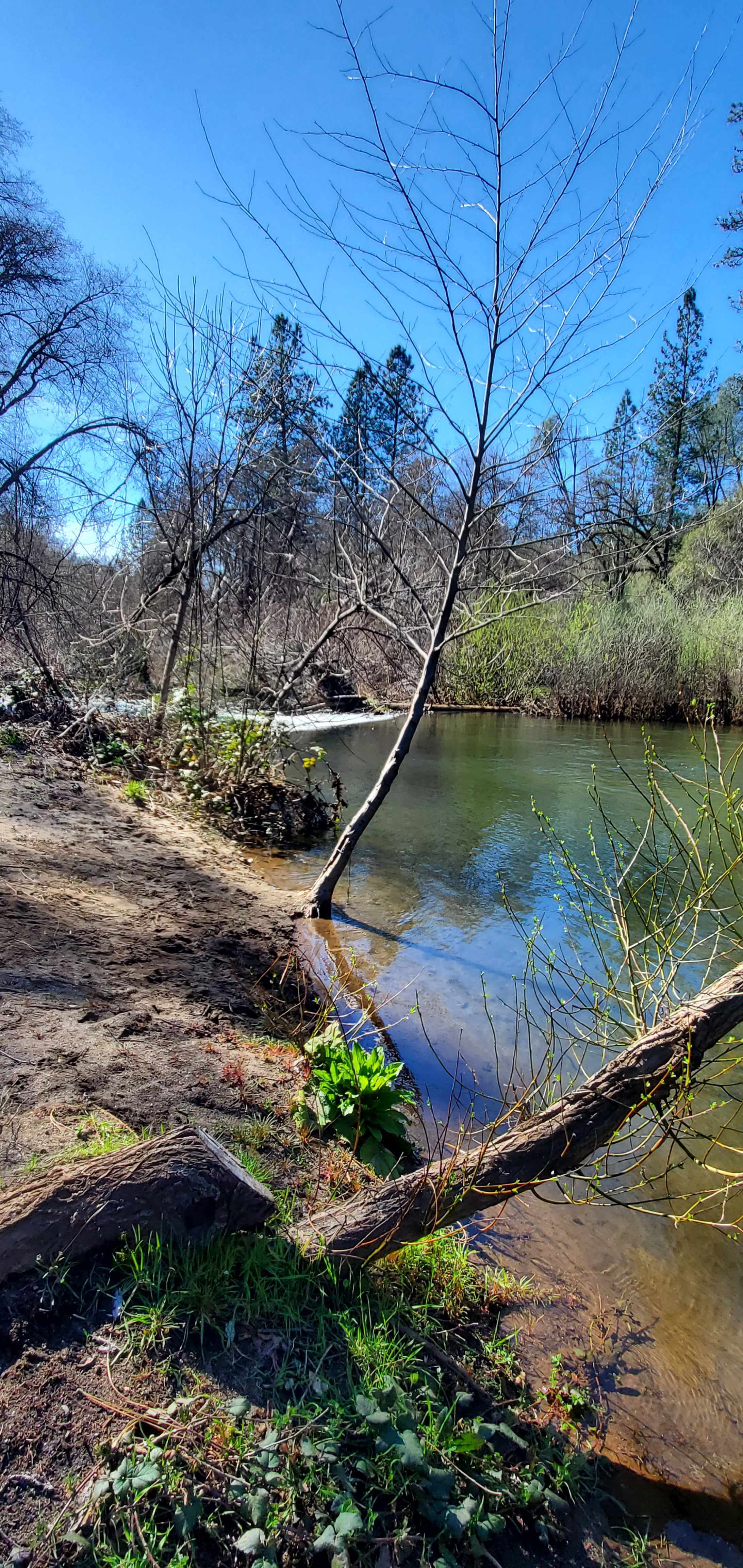 Cosumnes River Somerset Camp