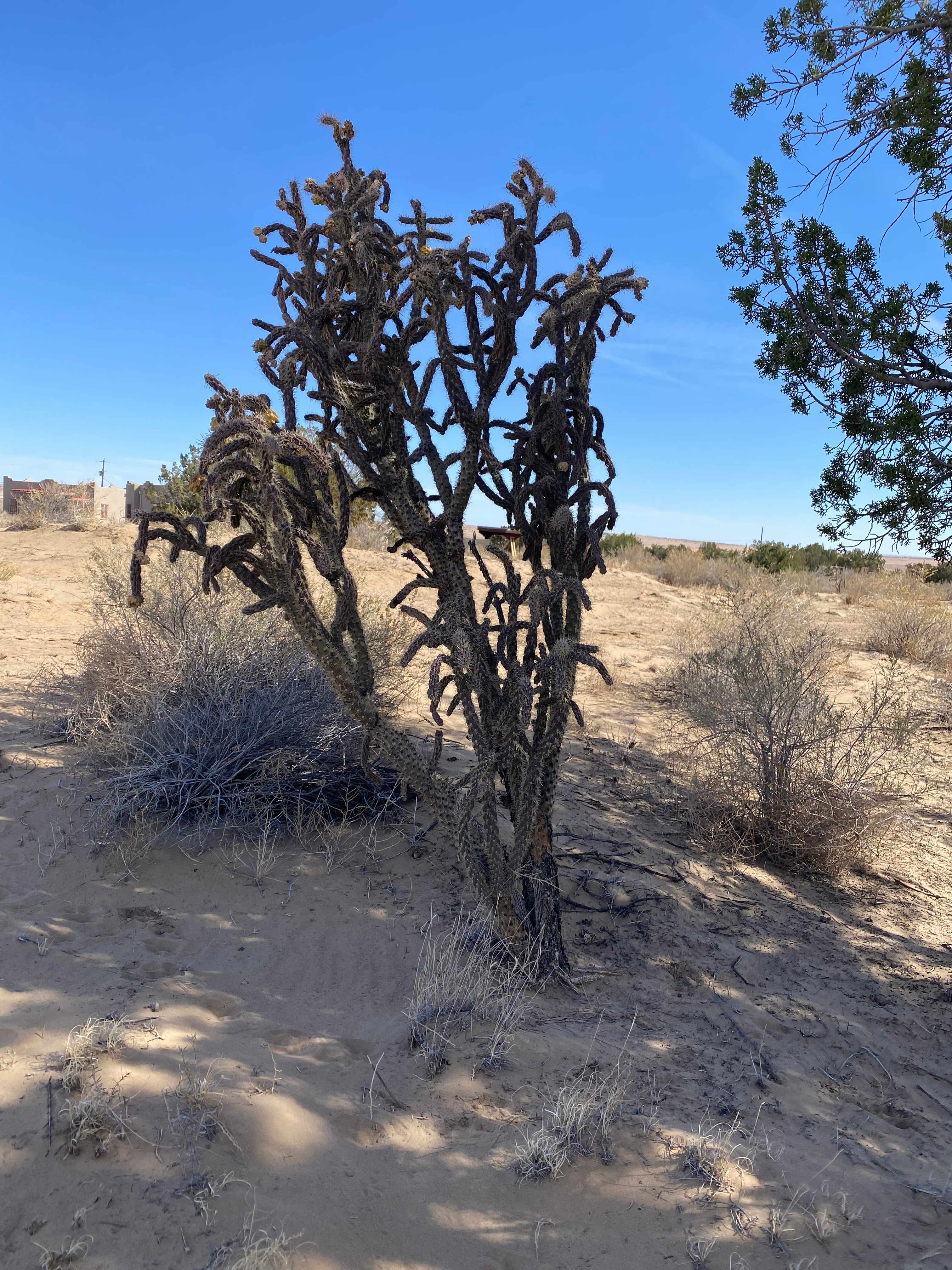 Star Gazer Ranch