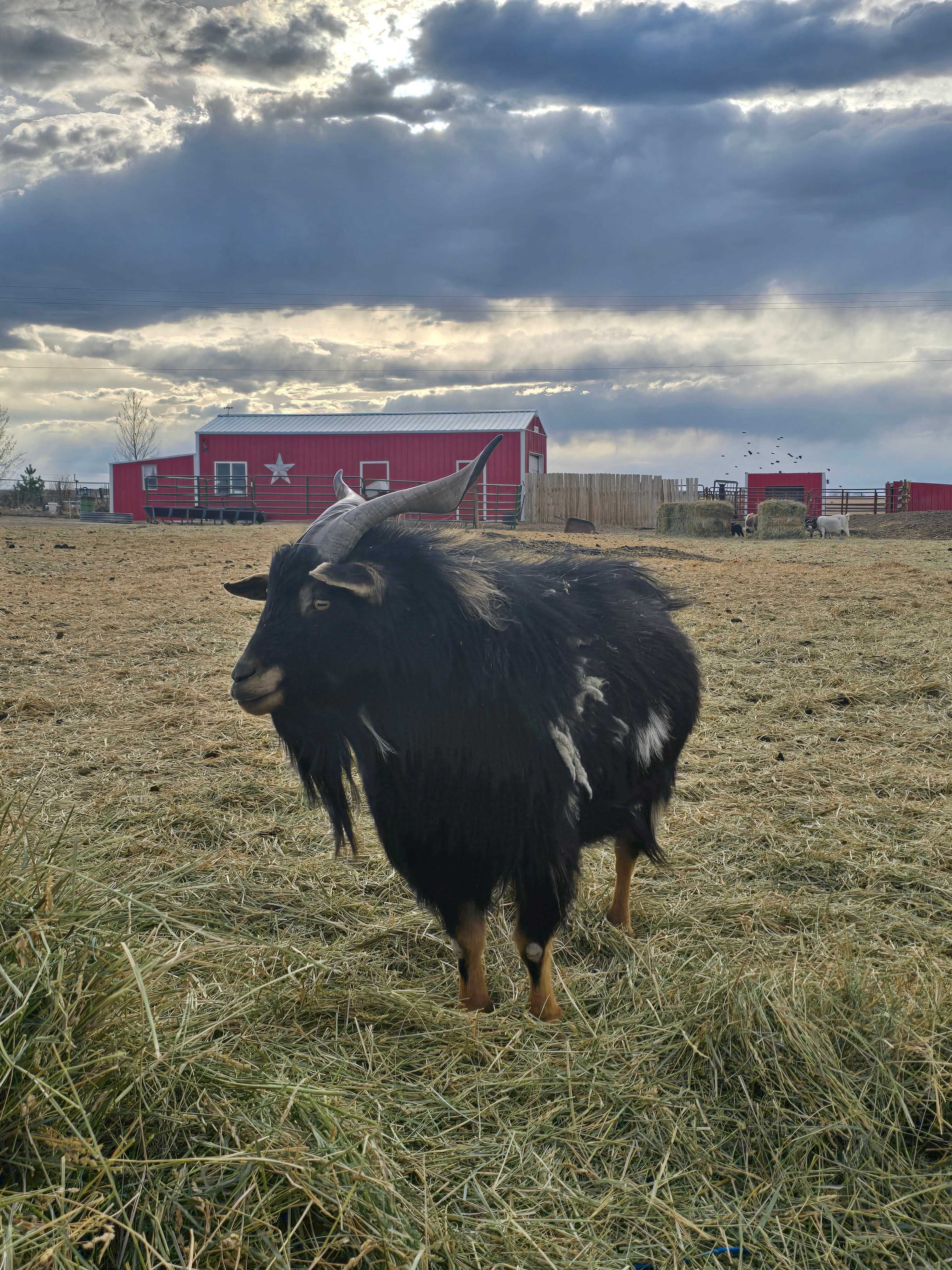 Cloud Peak Llama and alpaca ranch