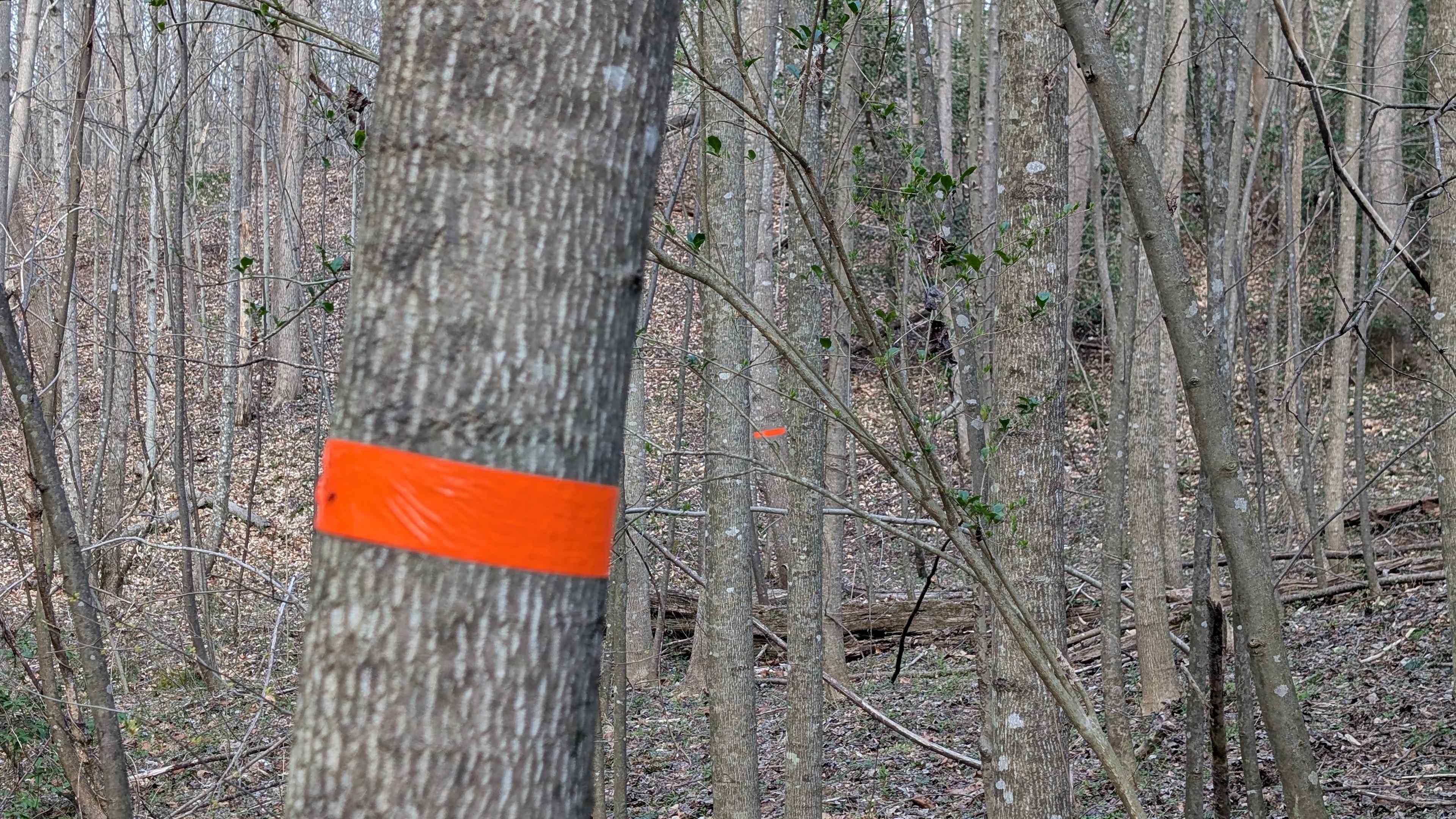 Turkey Hollow