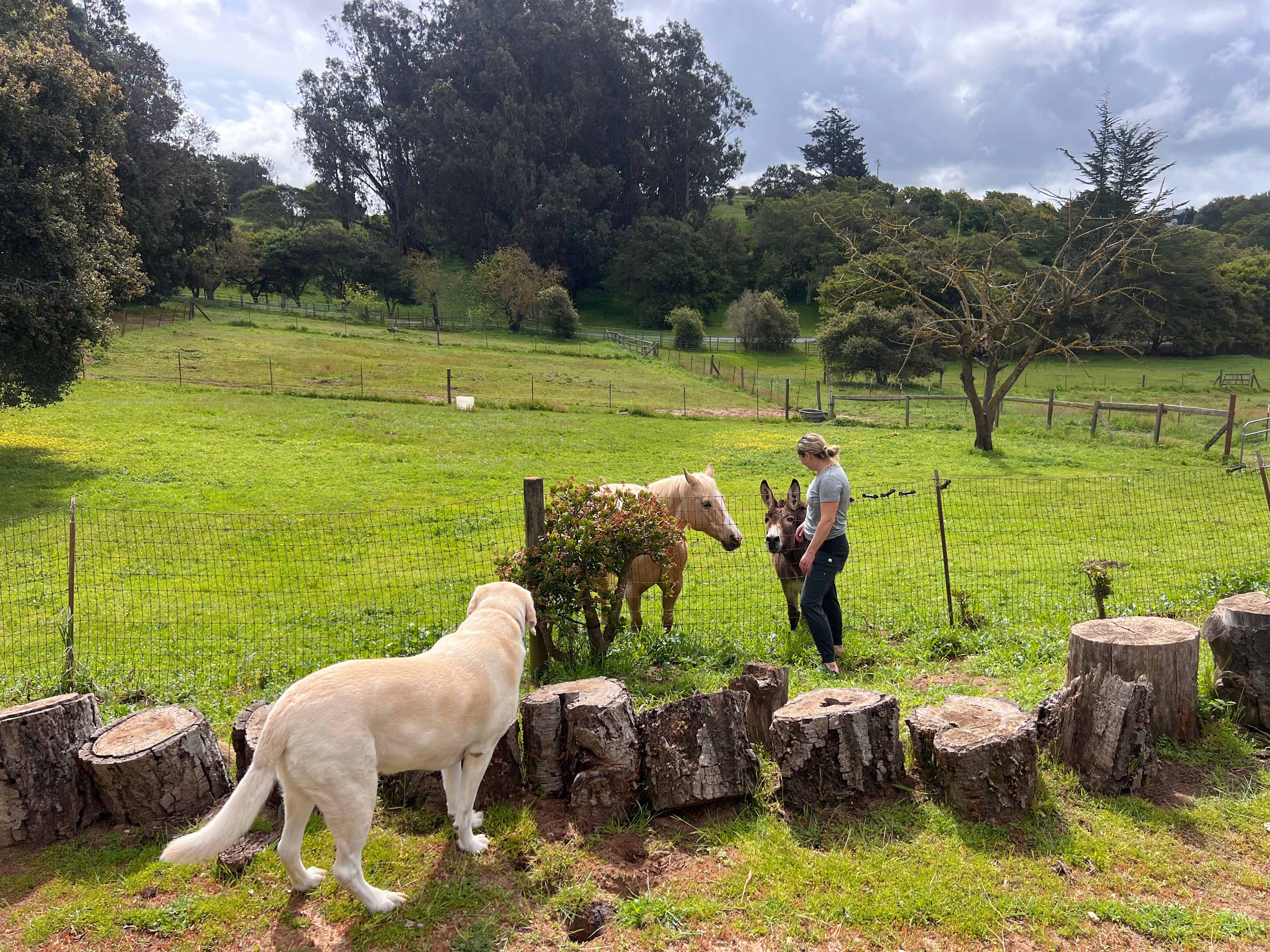 San Juan Bautista Dog Friendly