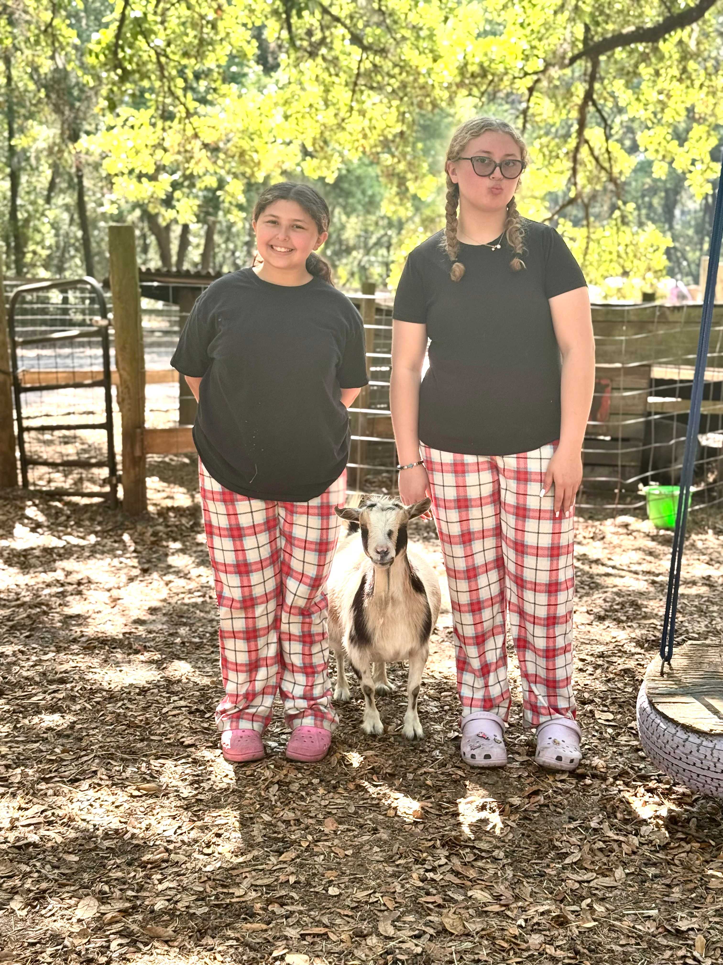 Home of Many Miniature Animals