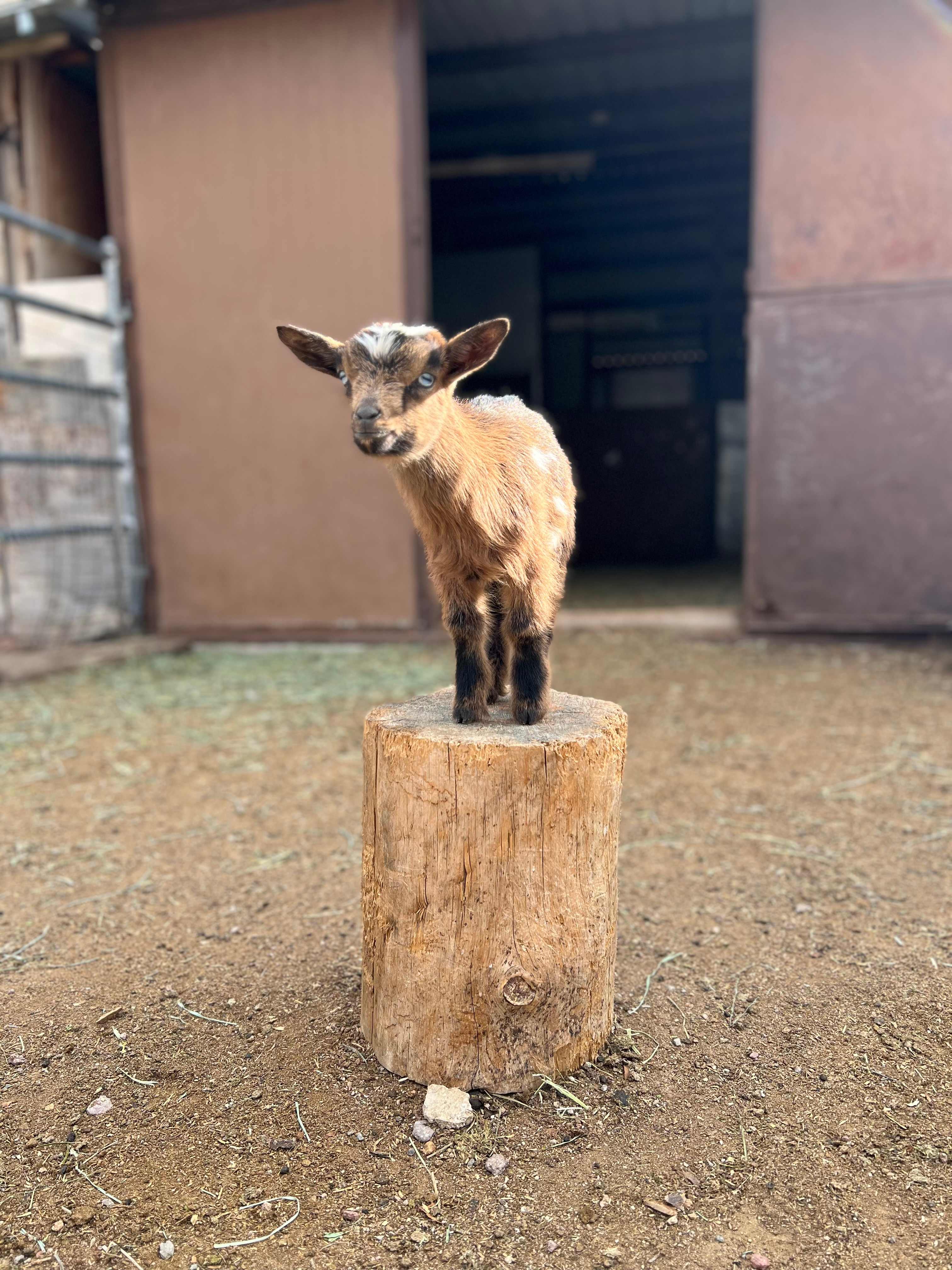 GoodStewards Farm