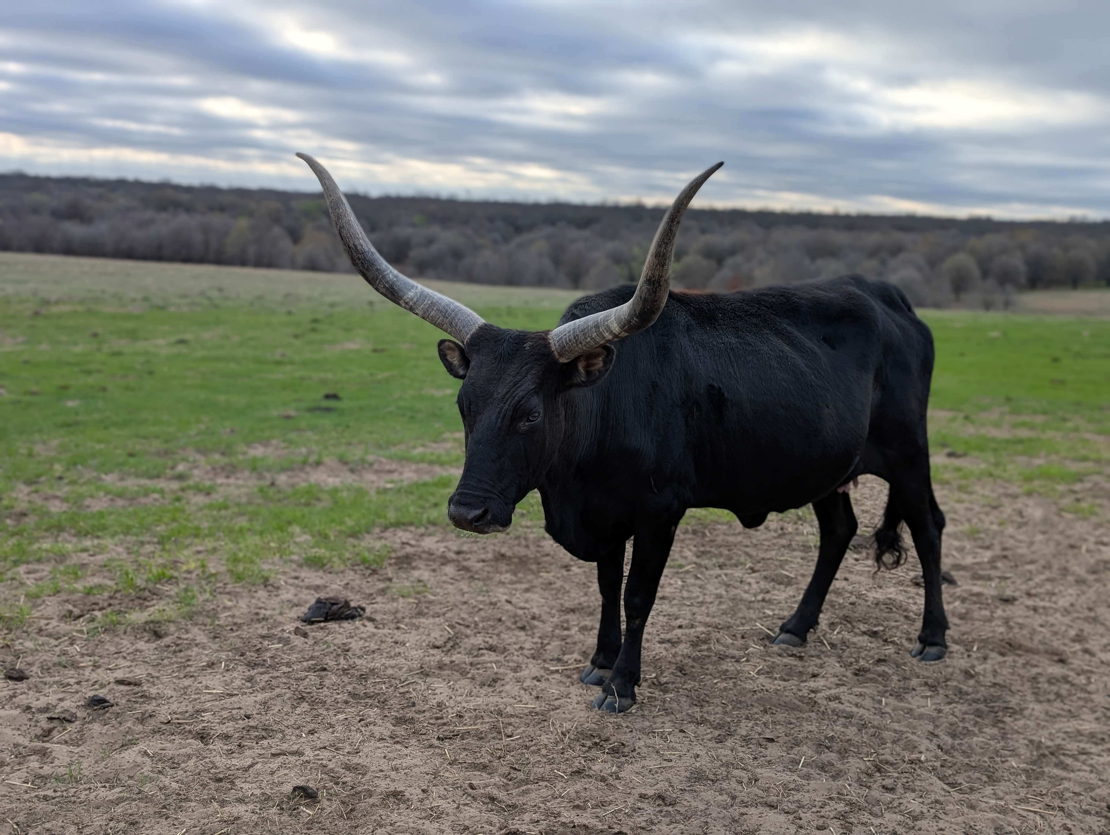 K.C. Ranch
