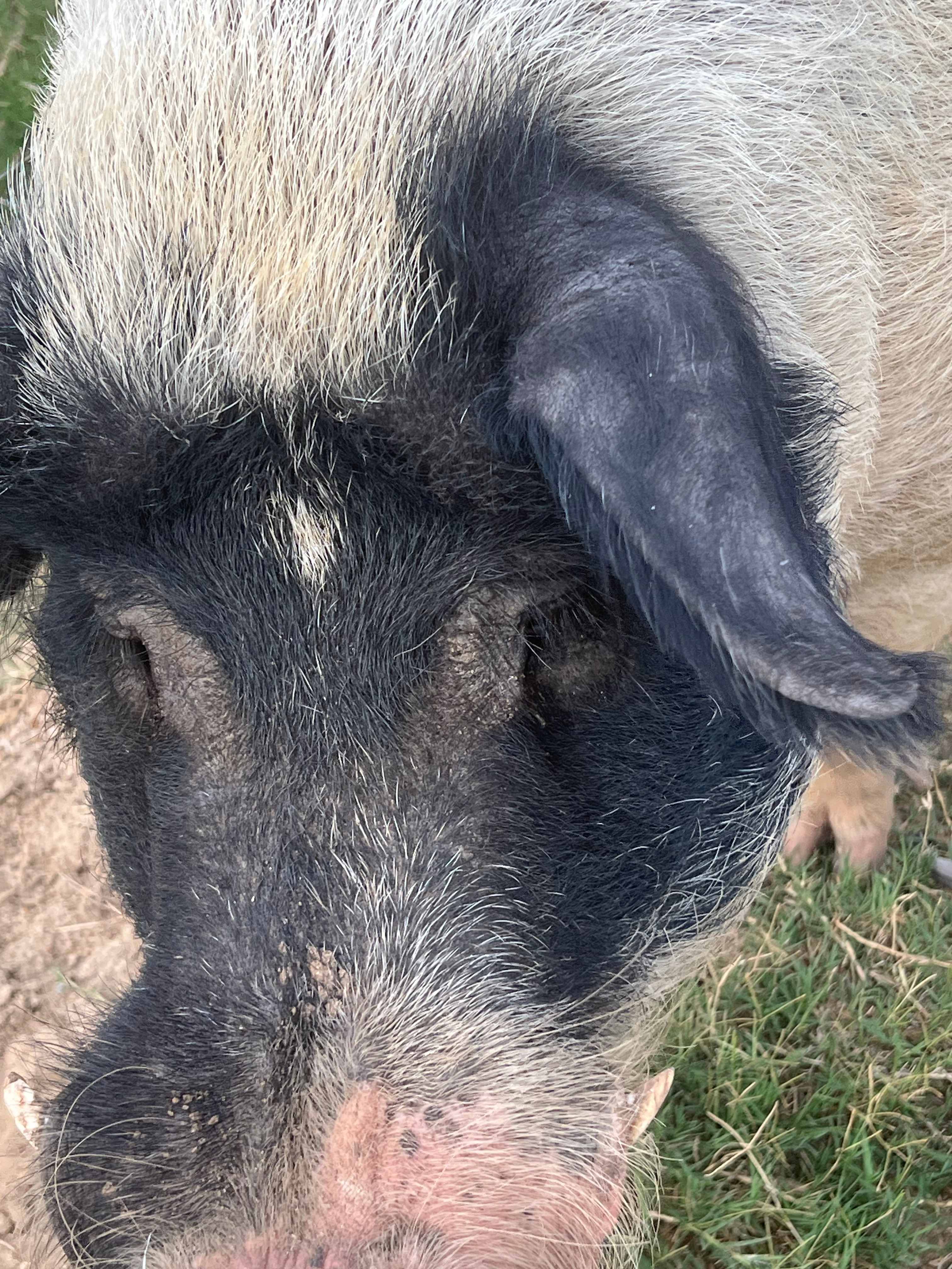 Cute piggy trying to get too close