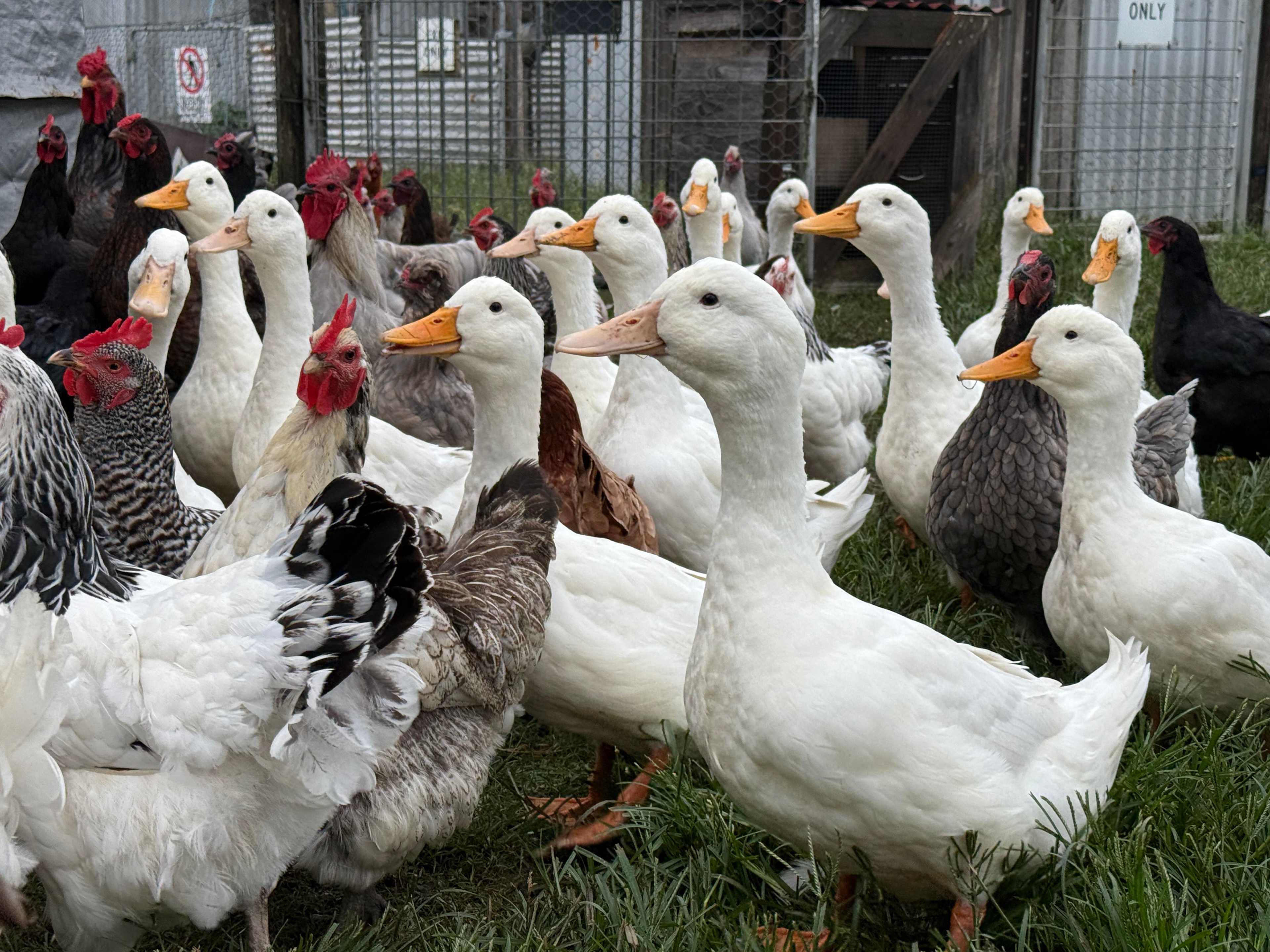The Hatch Farm - Port Macquarie