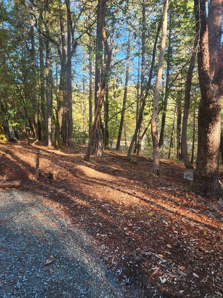 Pine Tree Woods