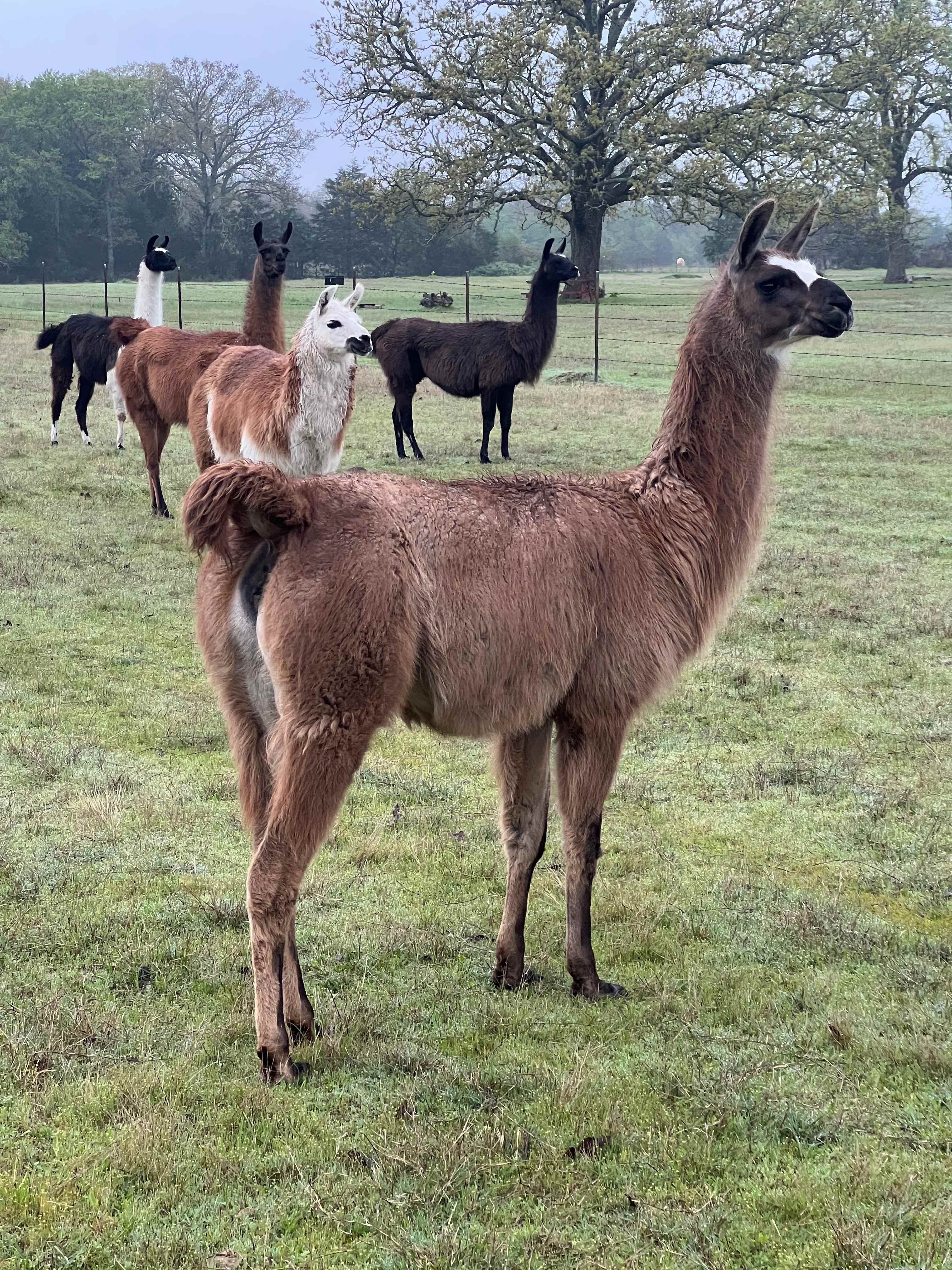 Llama Land Ranch