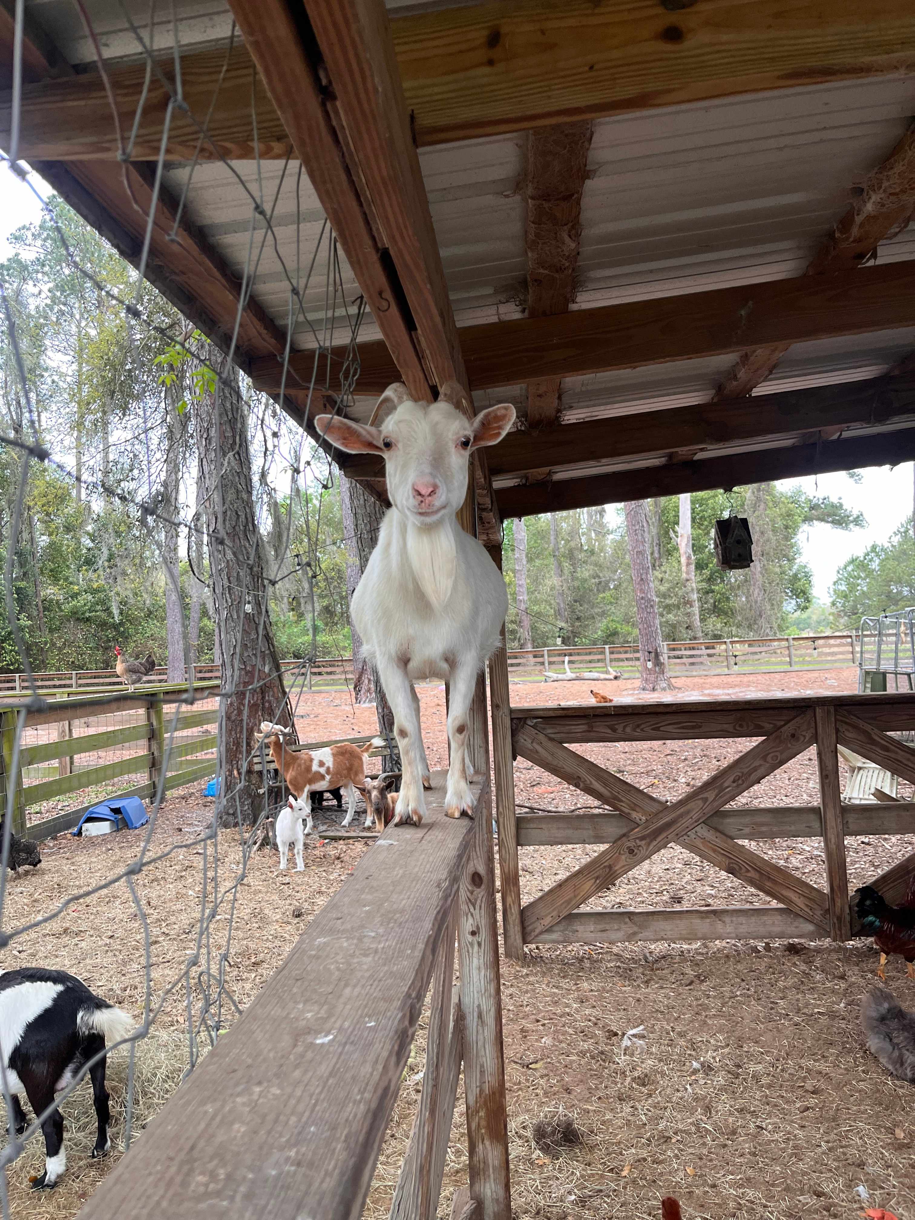 Country Charm Ranch (near St. Aug)