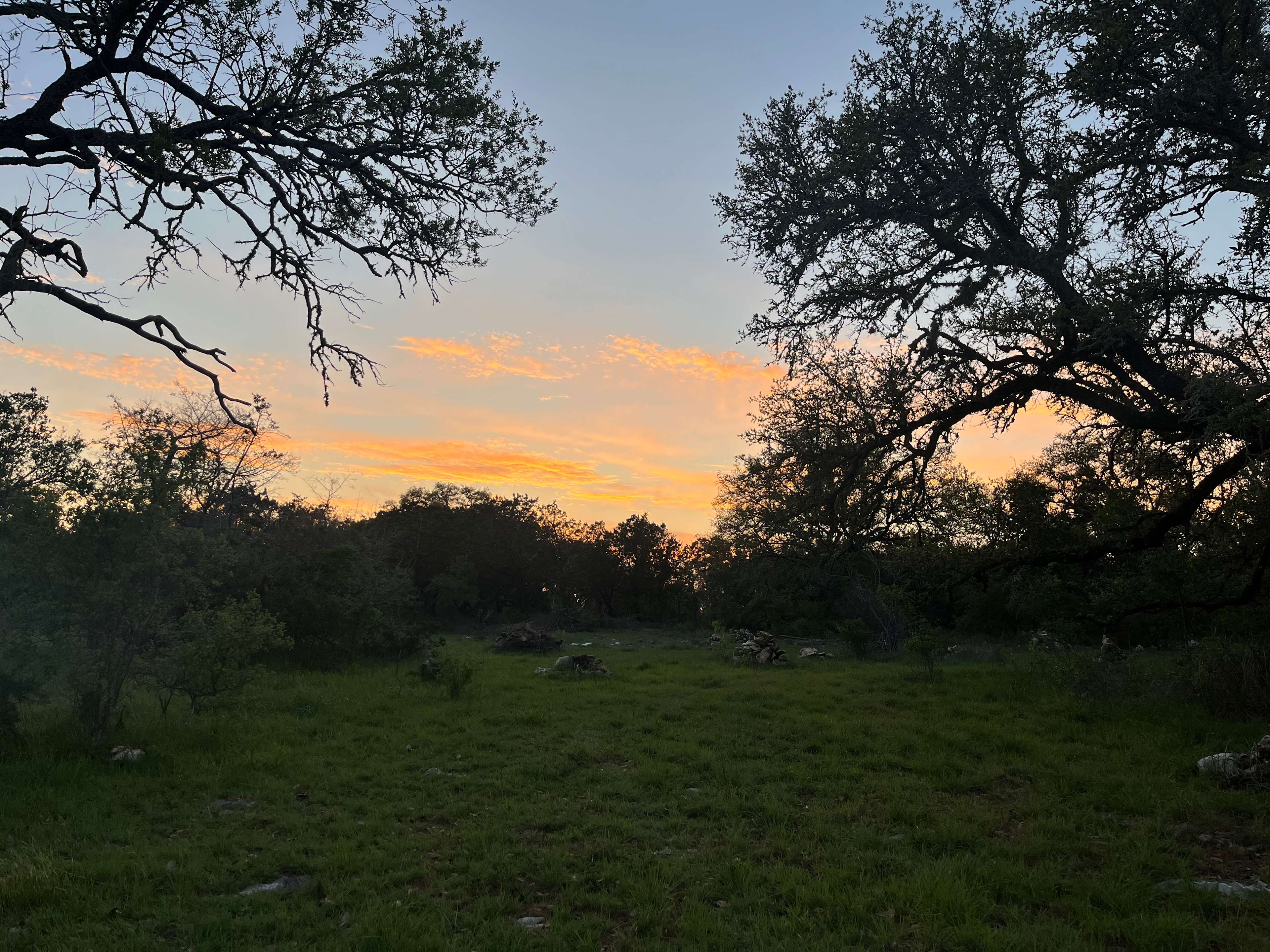 Twisted Oaks...