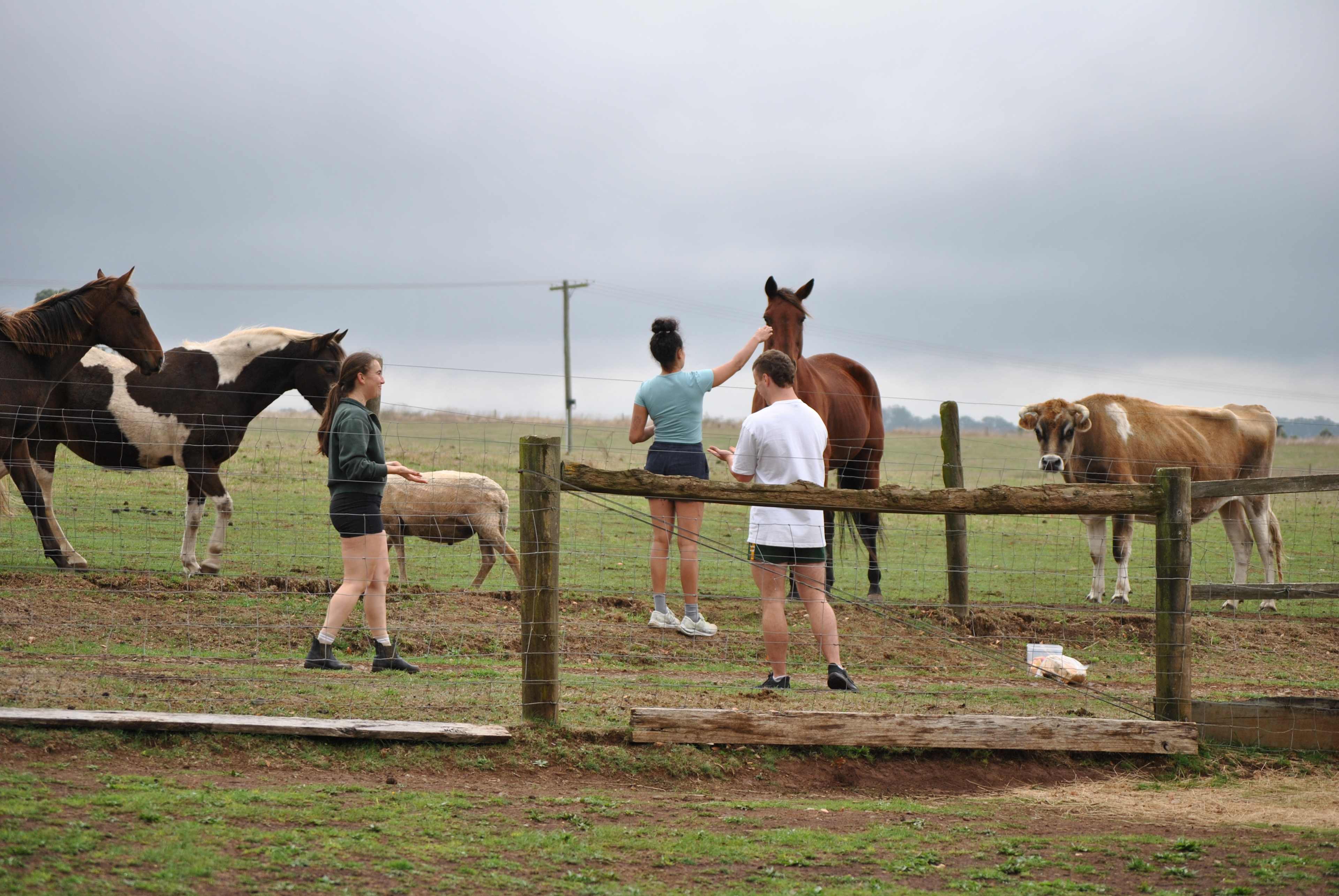 Triple R’s Rescue Farm