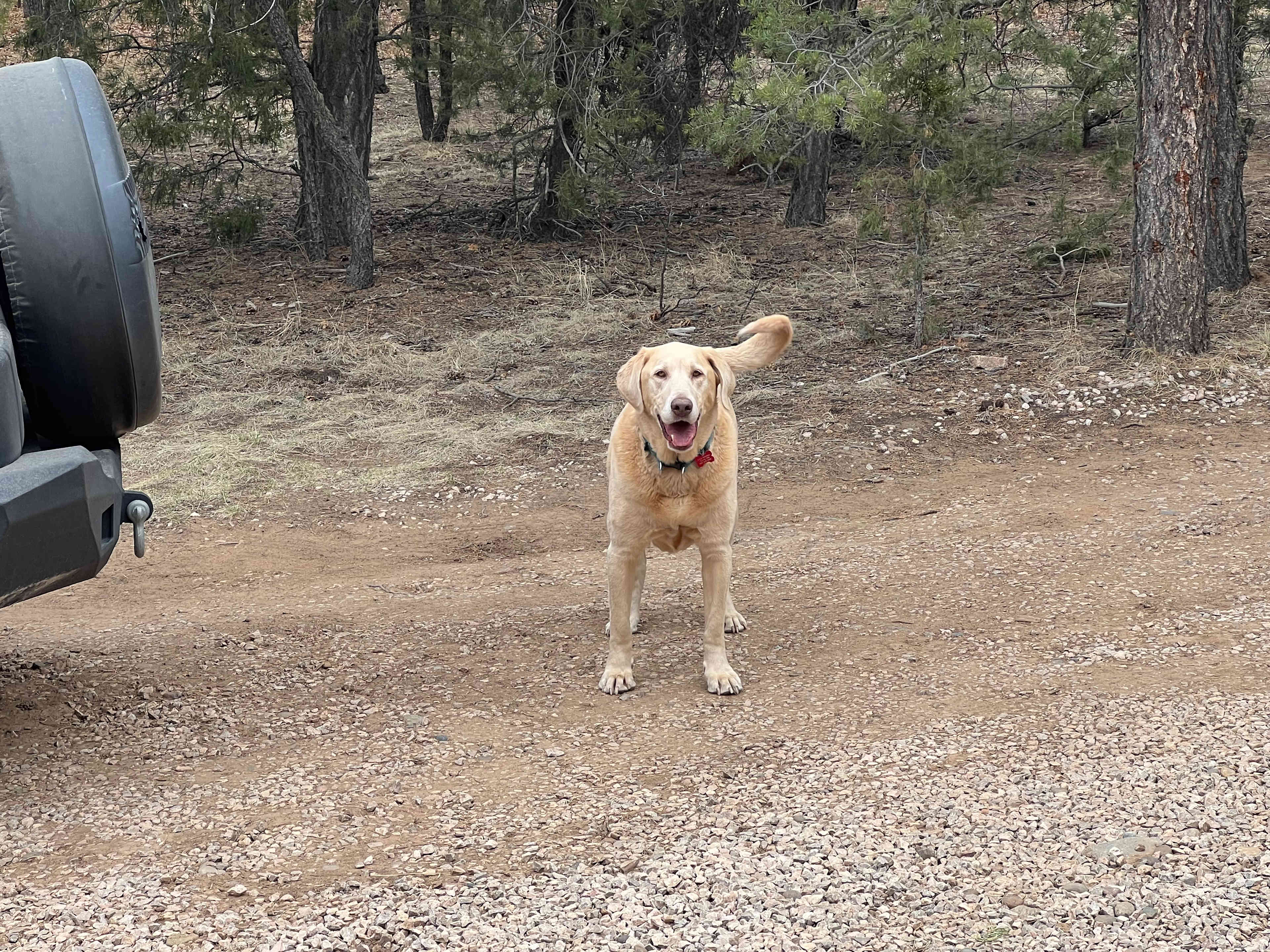Scooby is so happy here