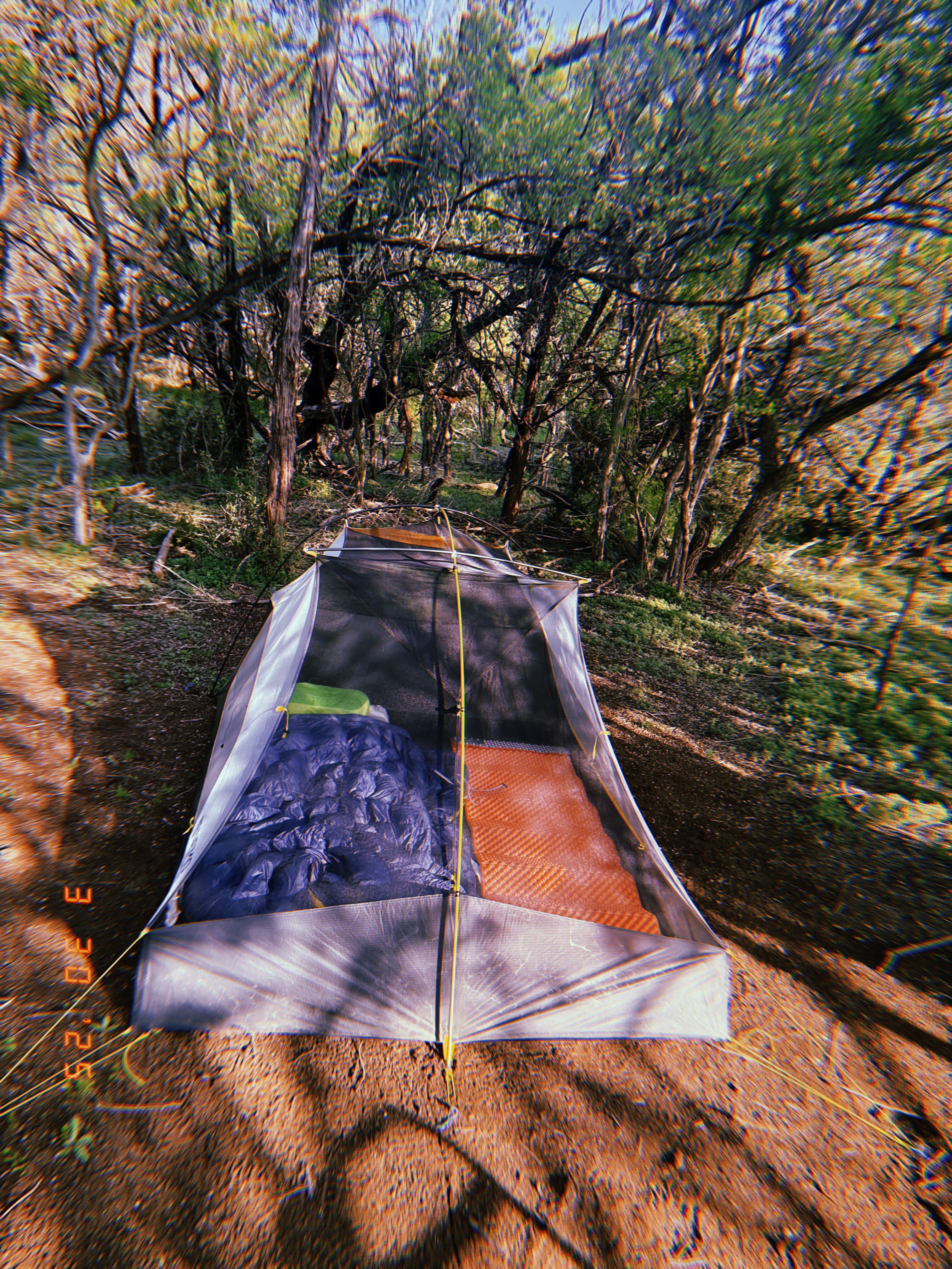 Ashe juniper campsite 