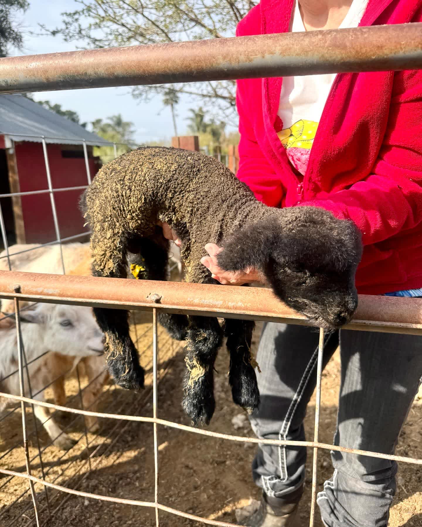 Windsor Family Farm