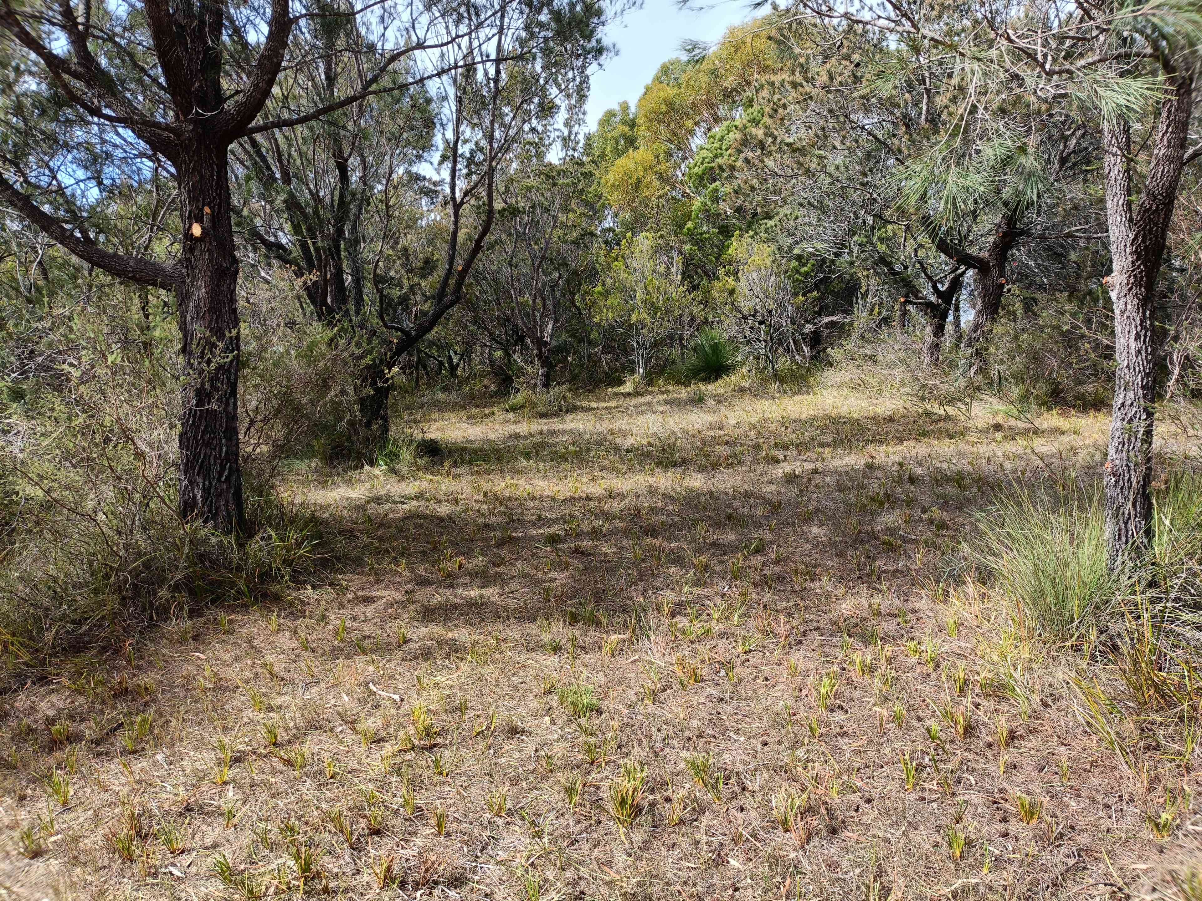 Sheoak Woodland By The Sea