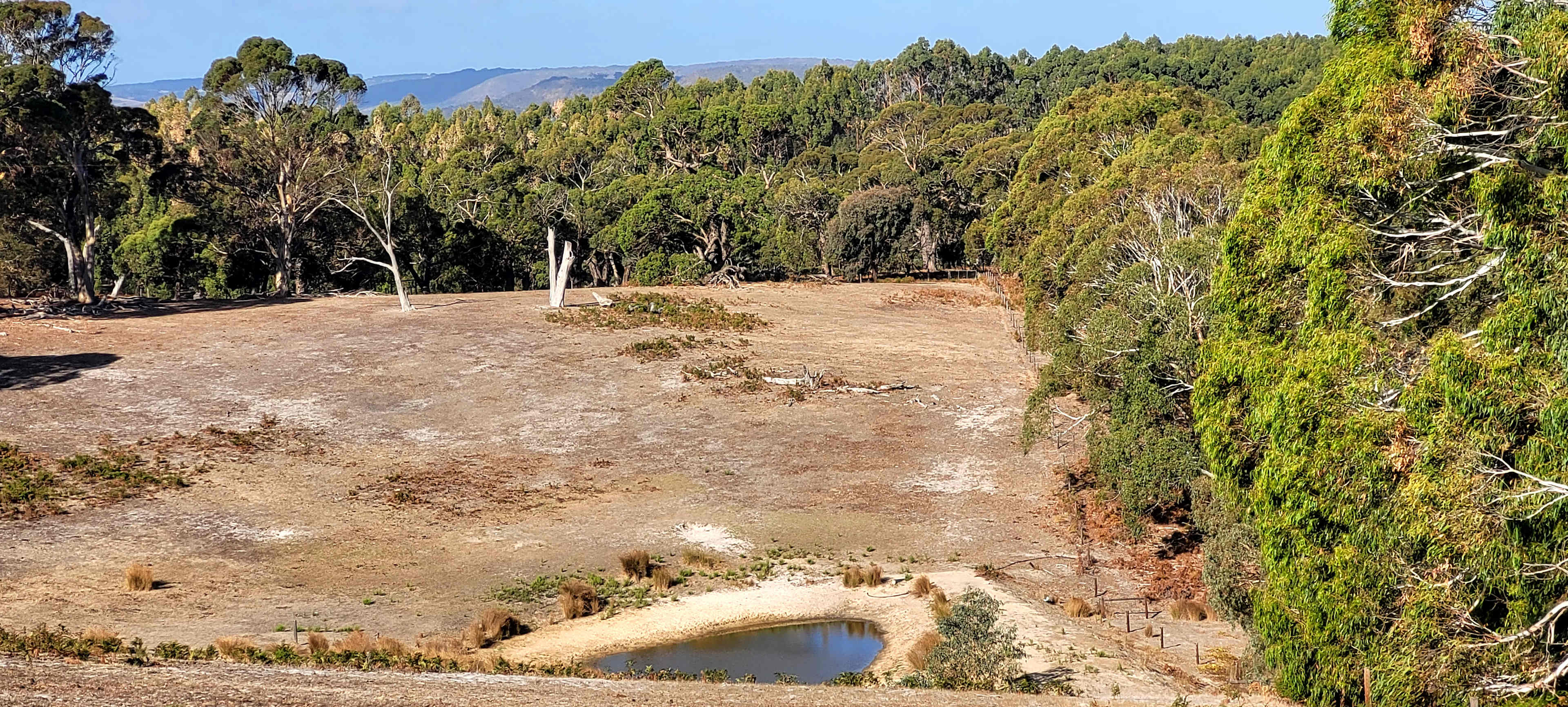 Drifting Sands Quarter Horses