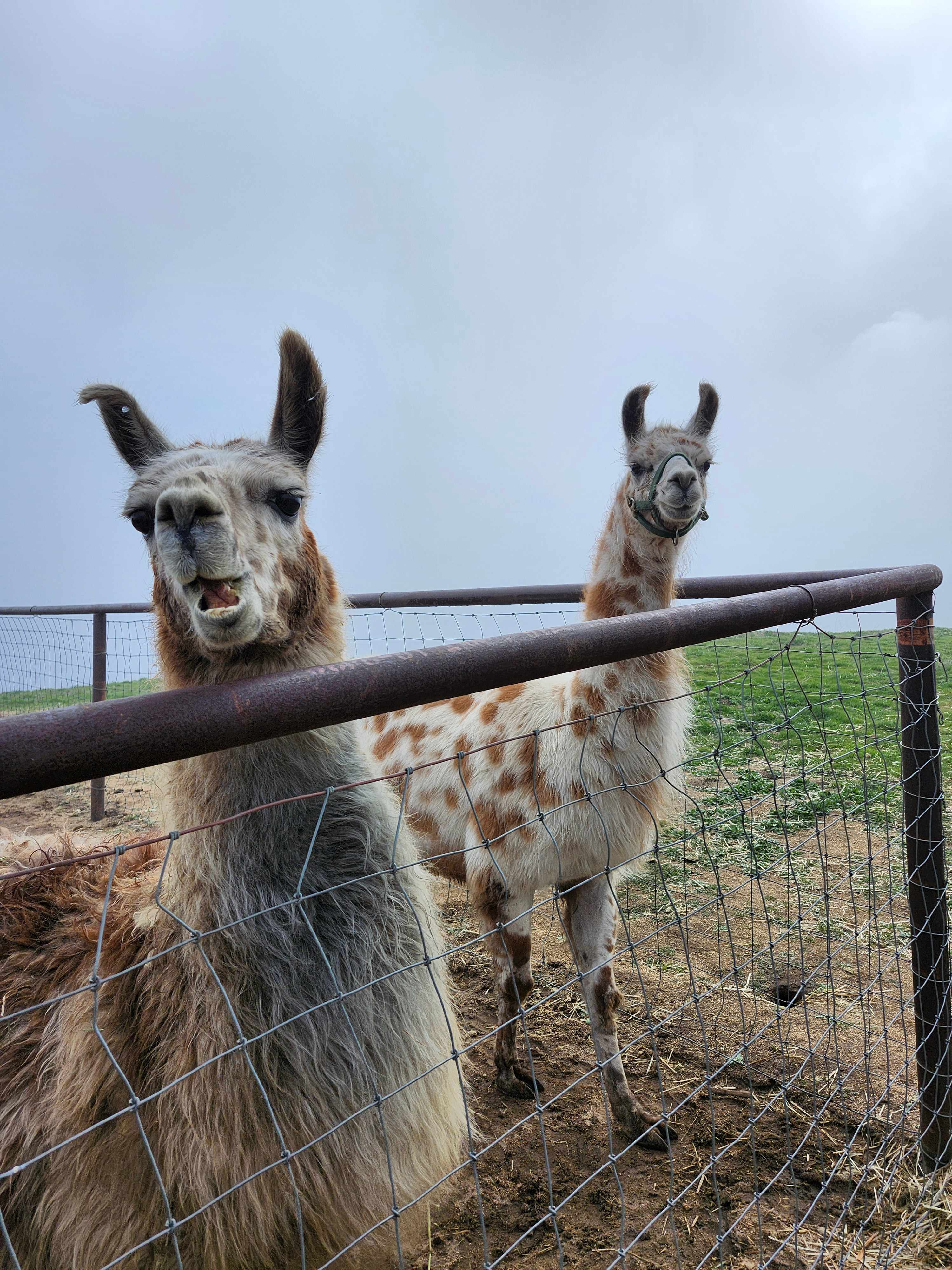 Lone Juniper Ranch