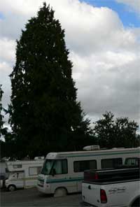 Cedars RV Court