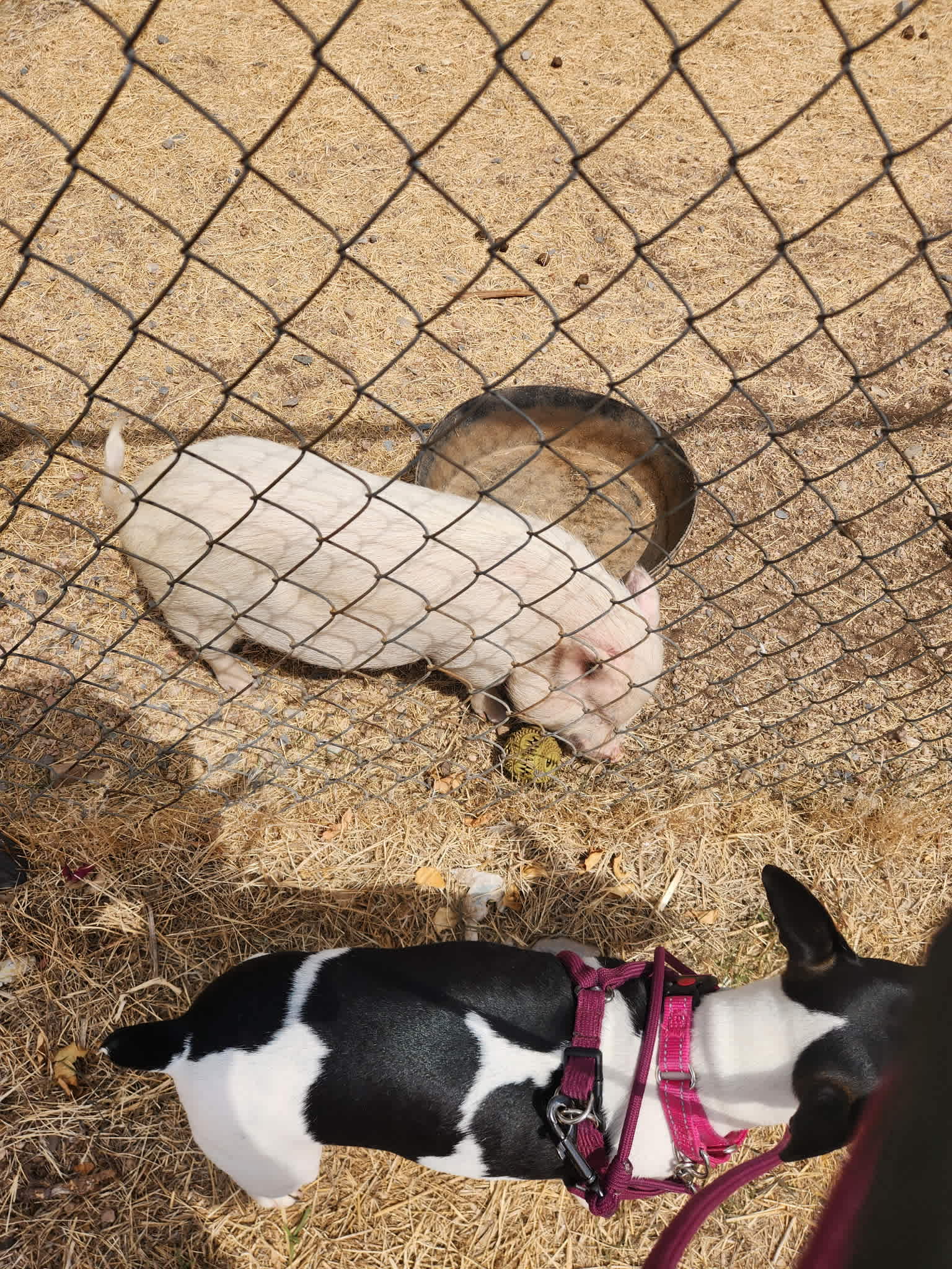 Pup meets pig
