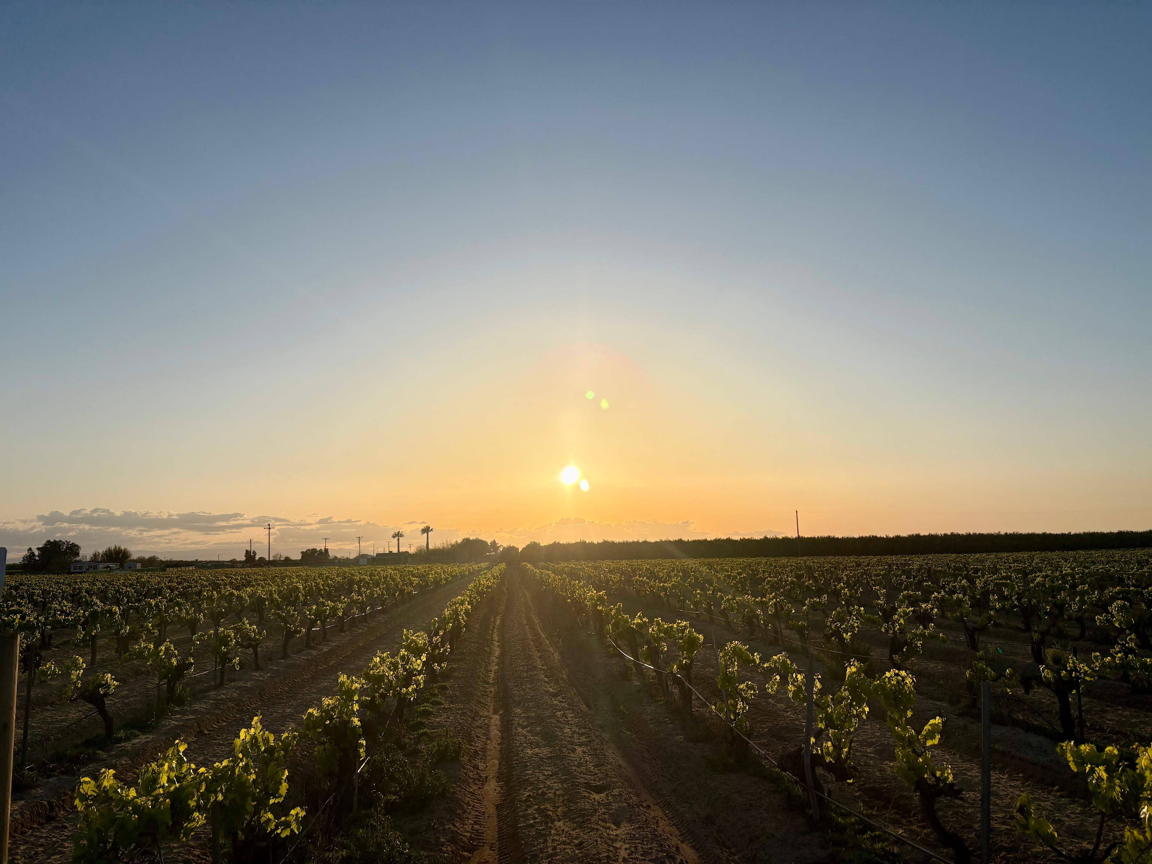 Sunset stroll through the vineyard.