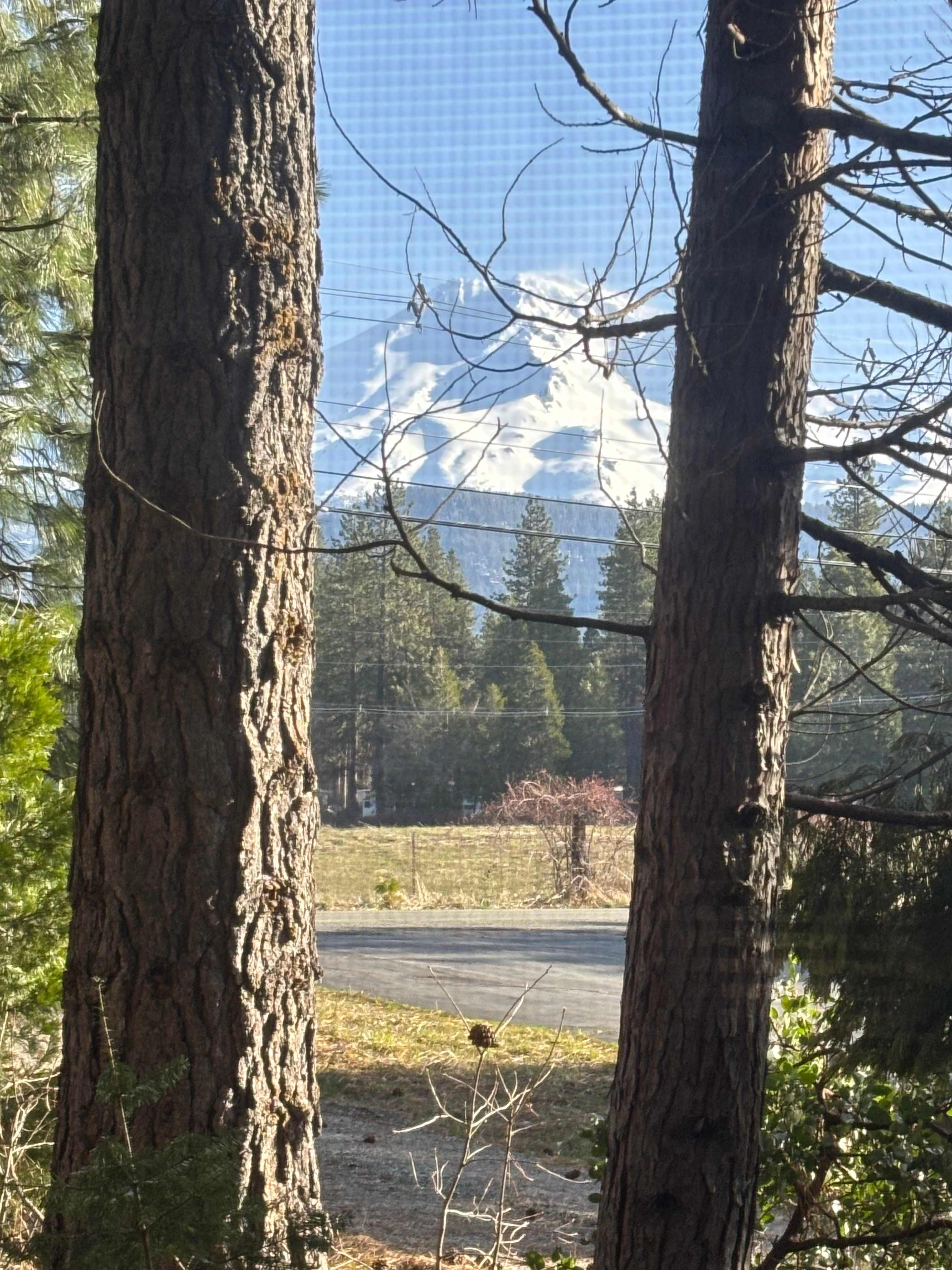 Shasta Mountaineer