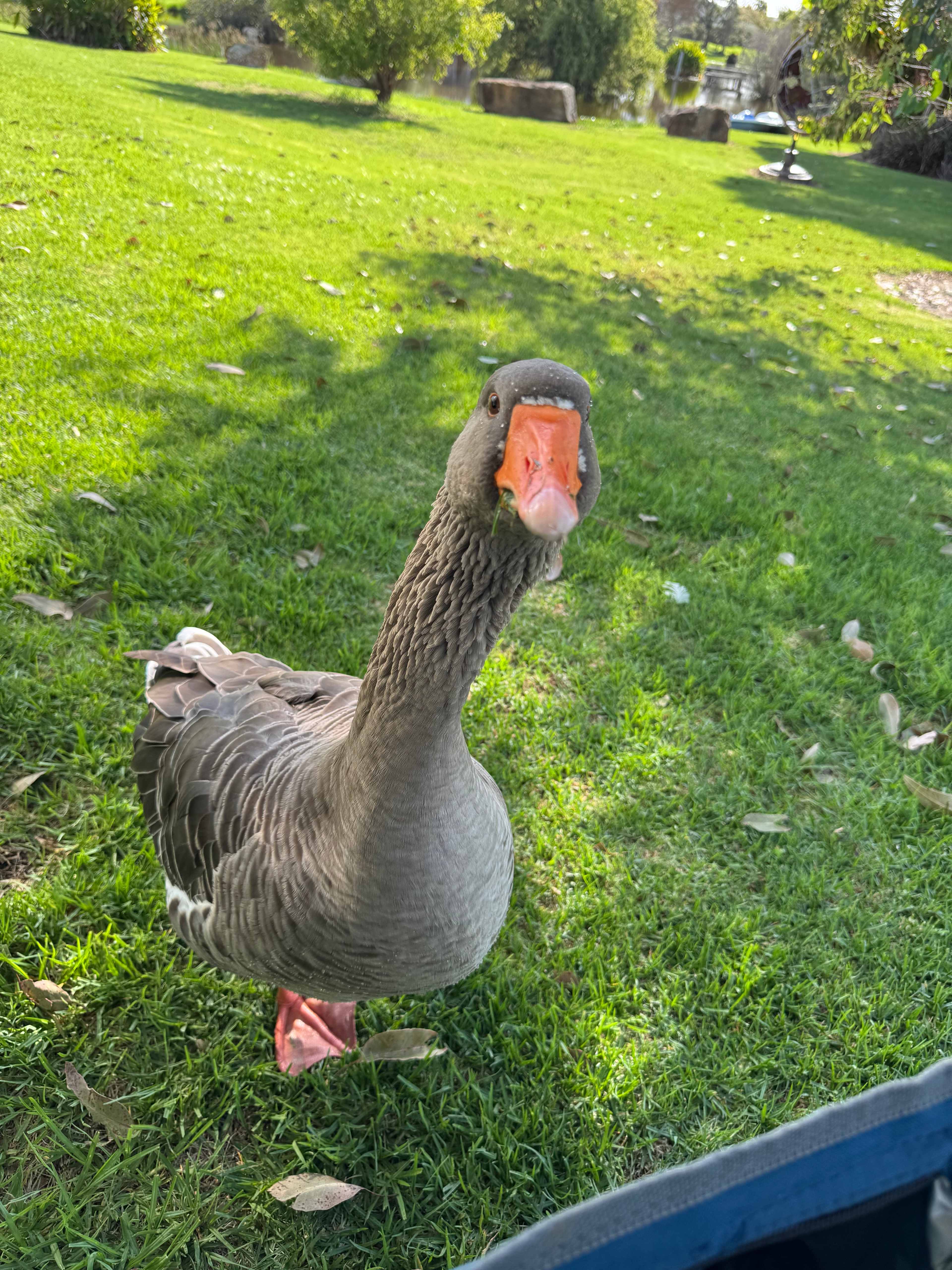 Very friendly duck