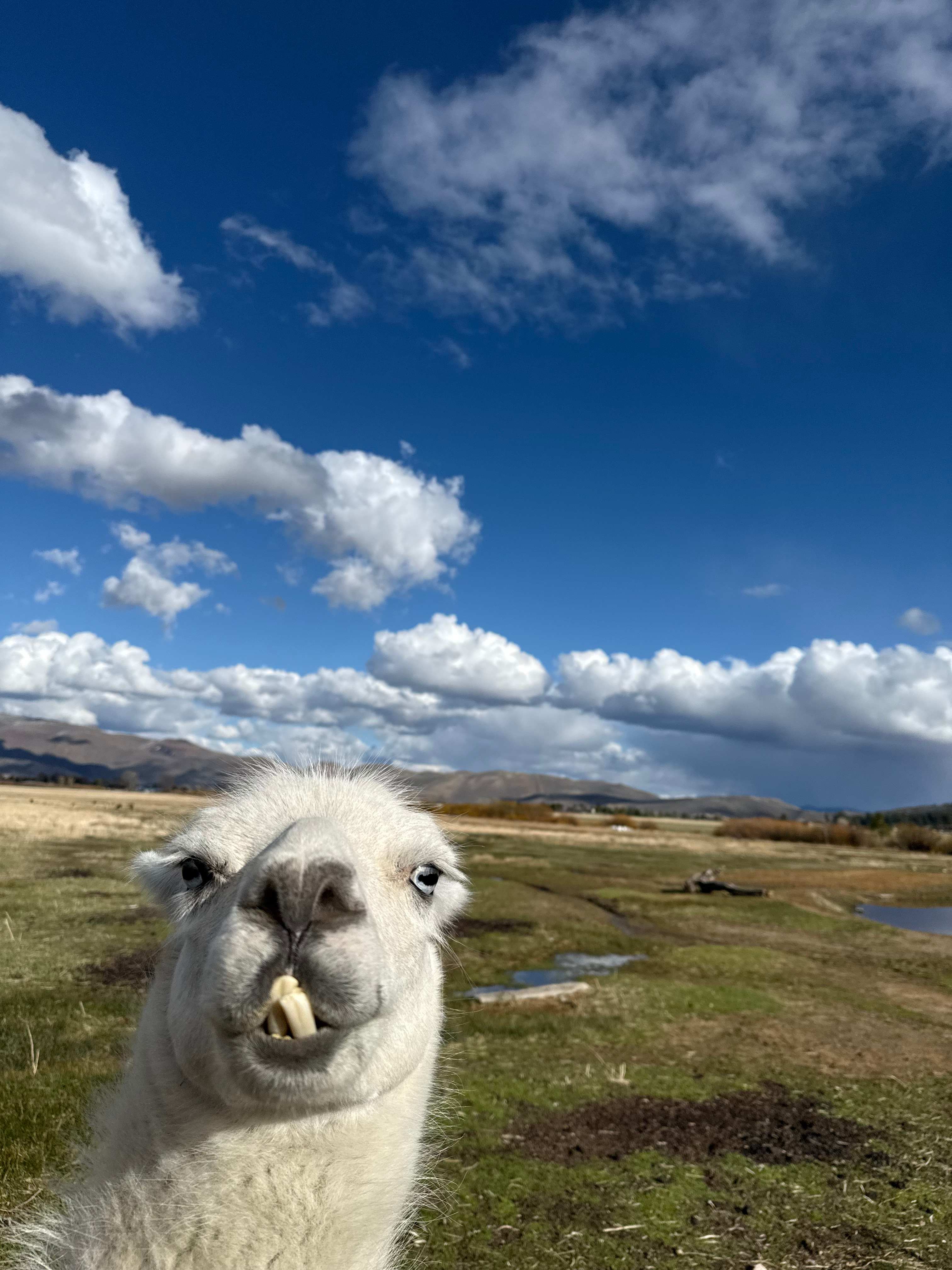 L.Davis Ranch and Olde LYFE Alpacas