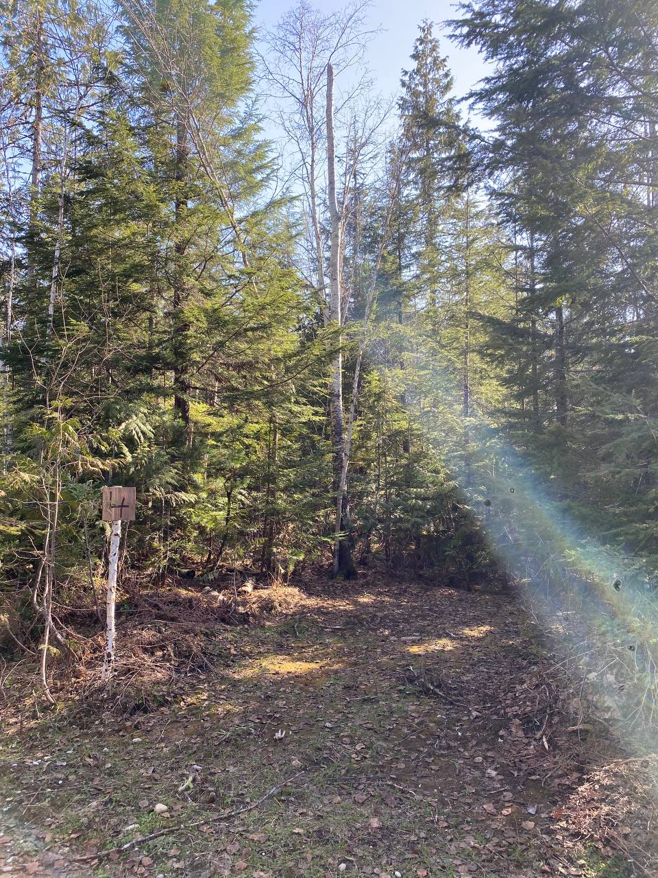 Site 4 early spring - smaller site with much shade