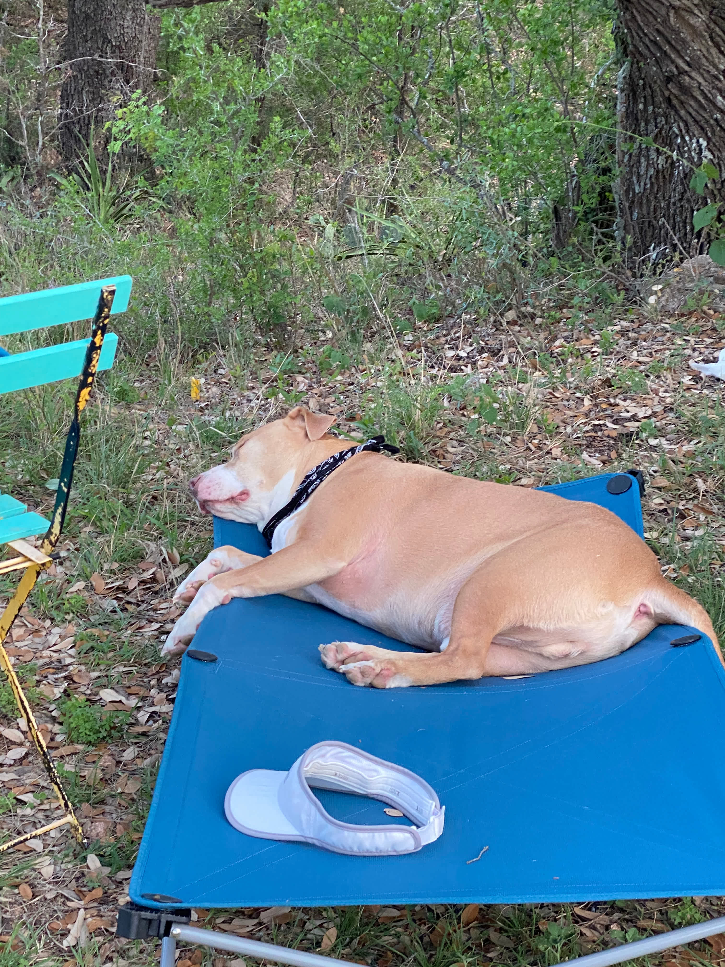 VERY dog friendly 