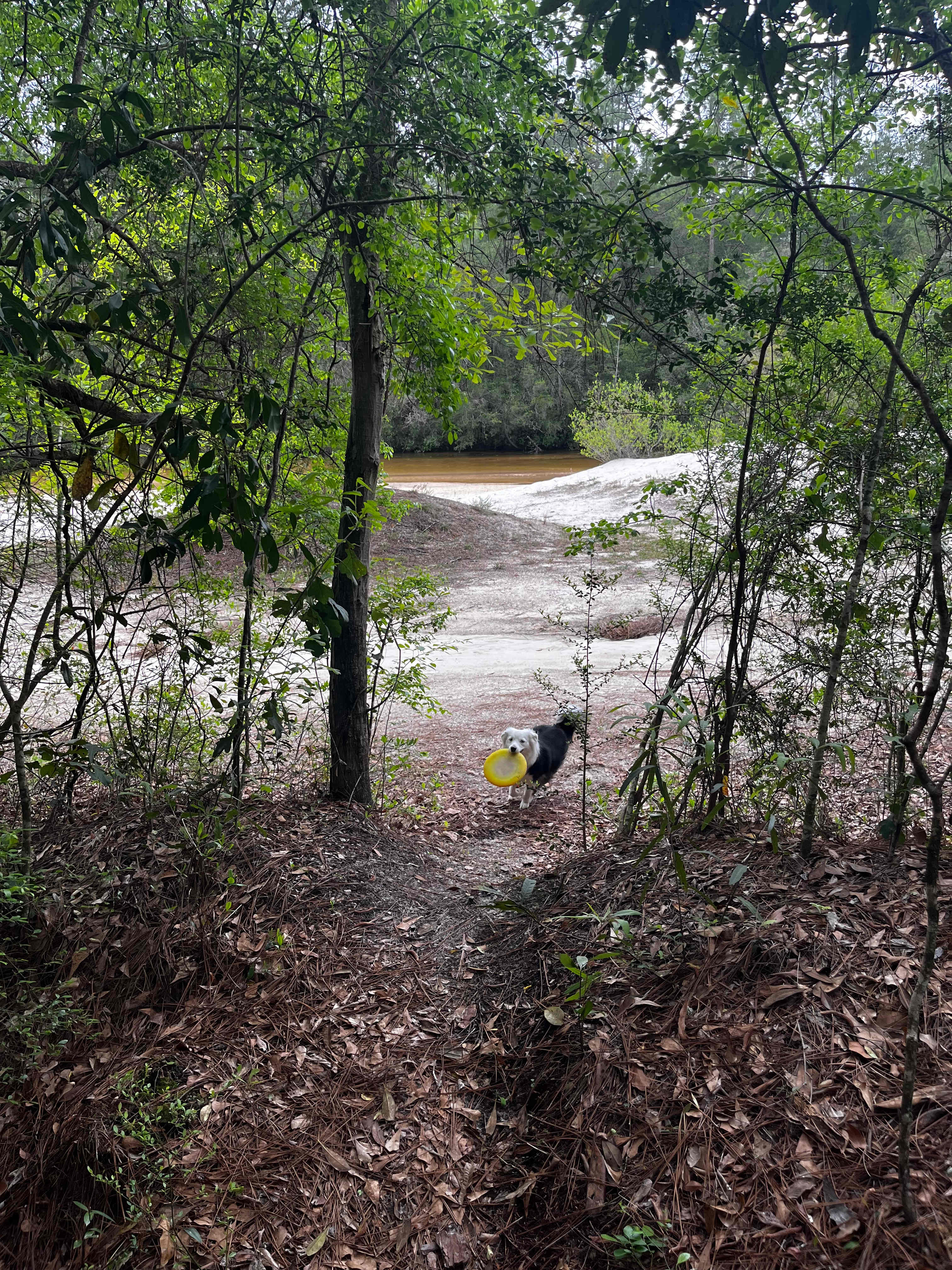 The Wandering Path