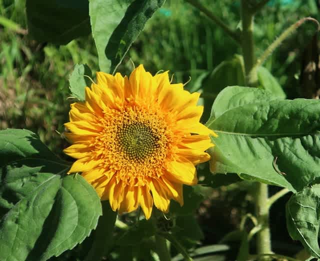 LivingWell Nature Spirit Sanctuary
