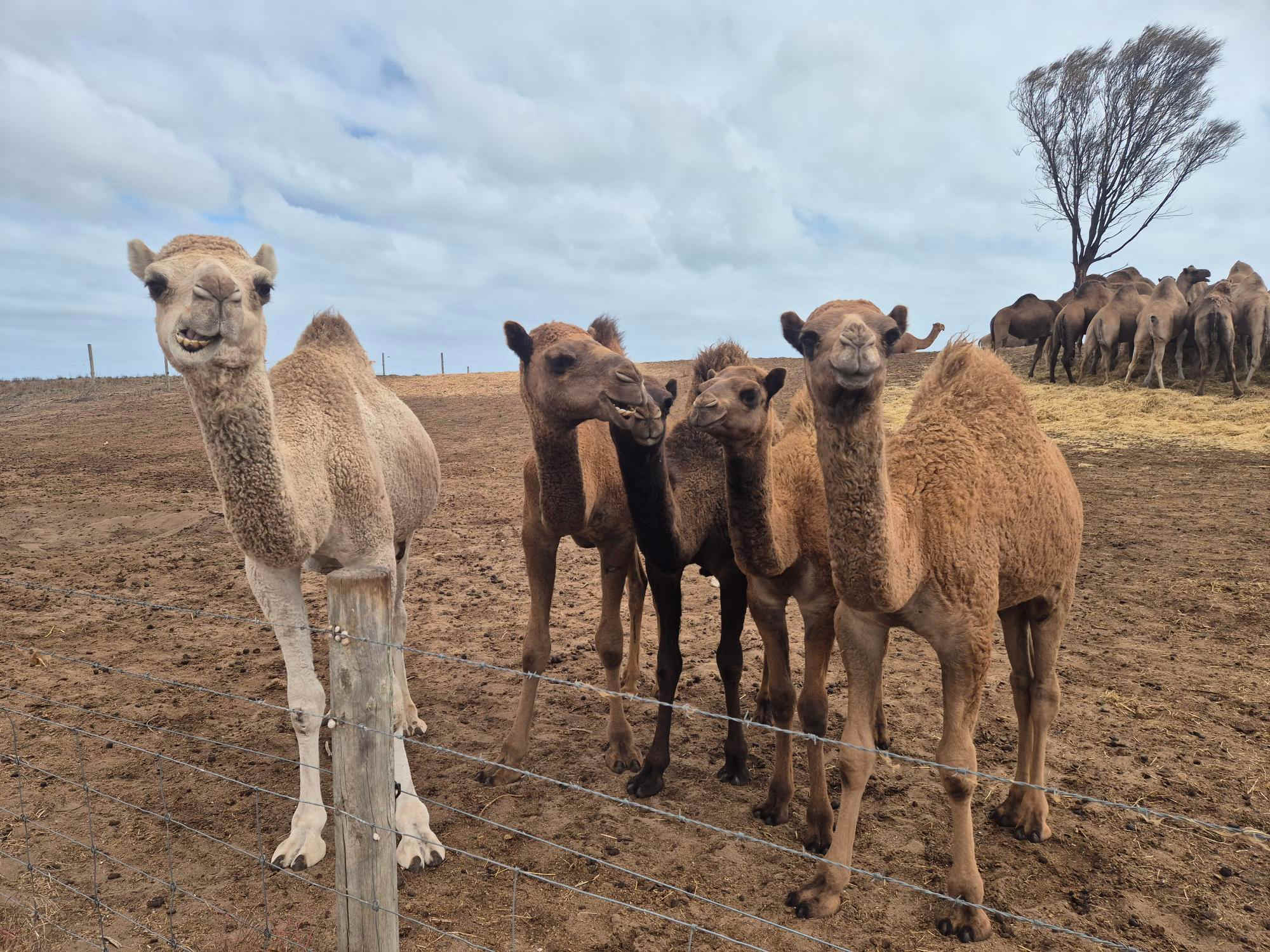 Robe Camel Farm - Self Contained Campers Only