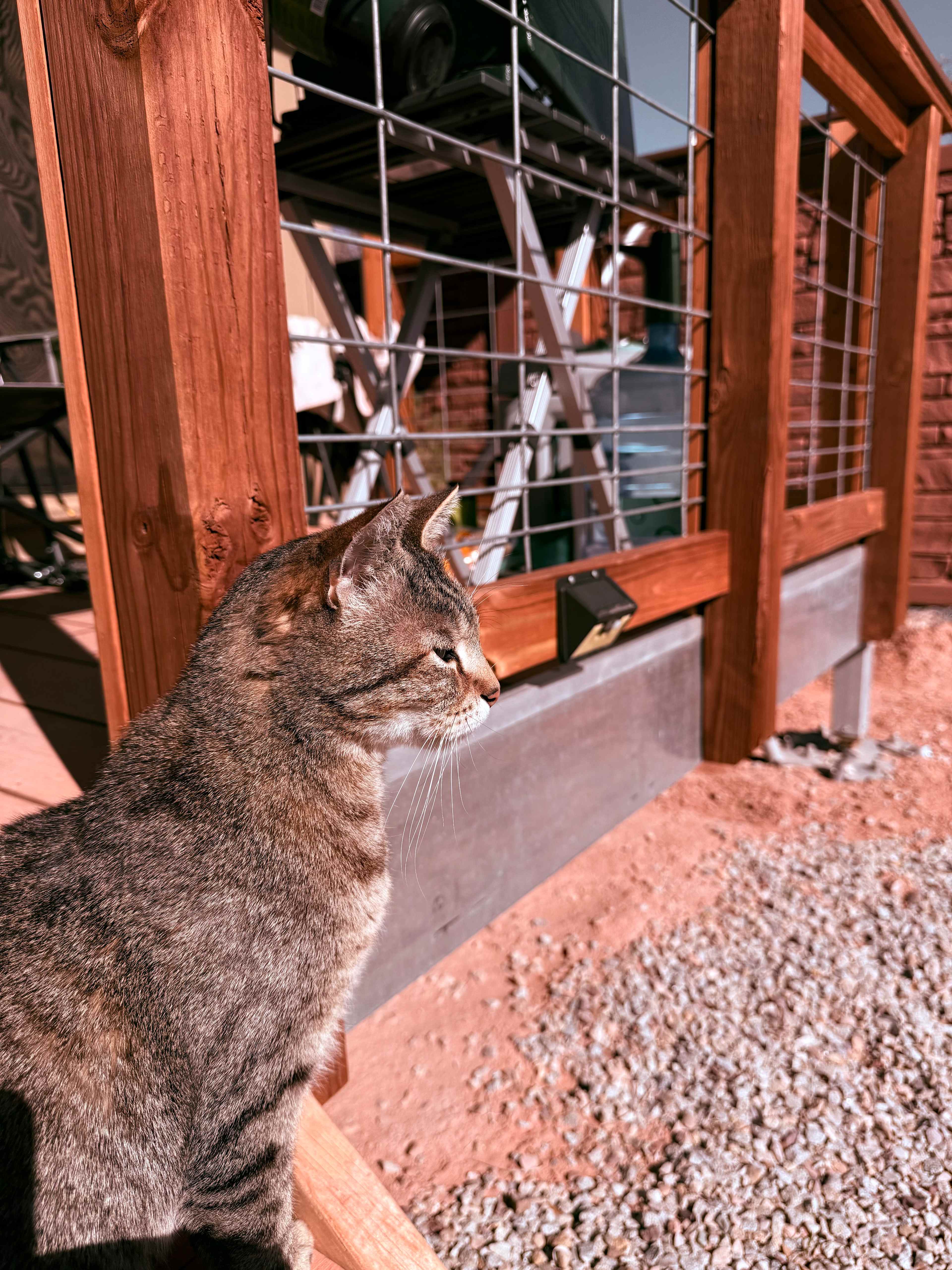 The Cat