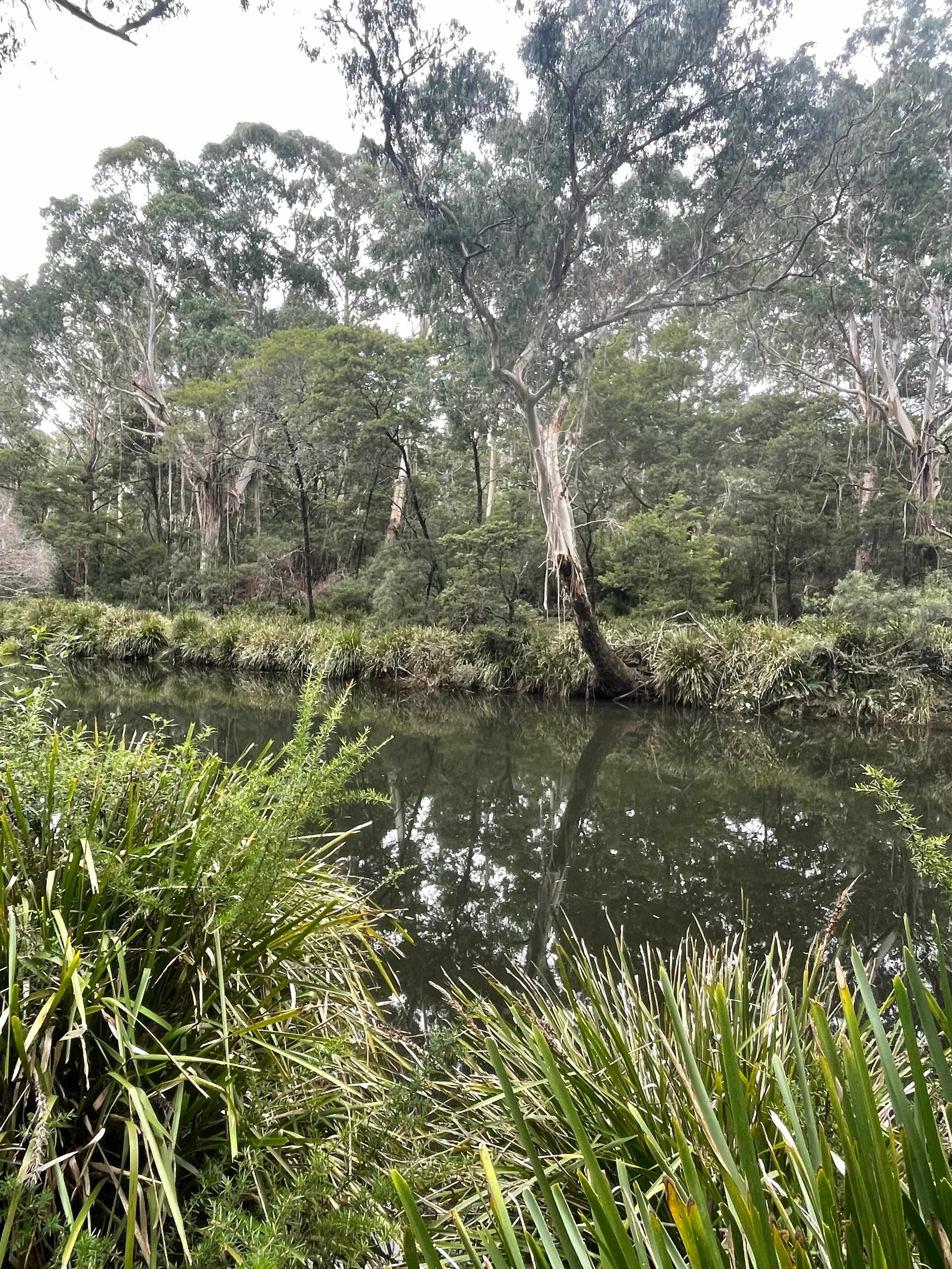 Scribbly Gum secluded bush camping