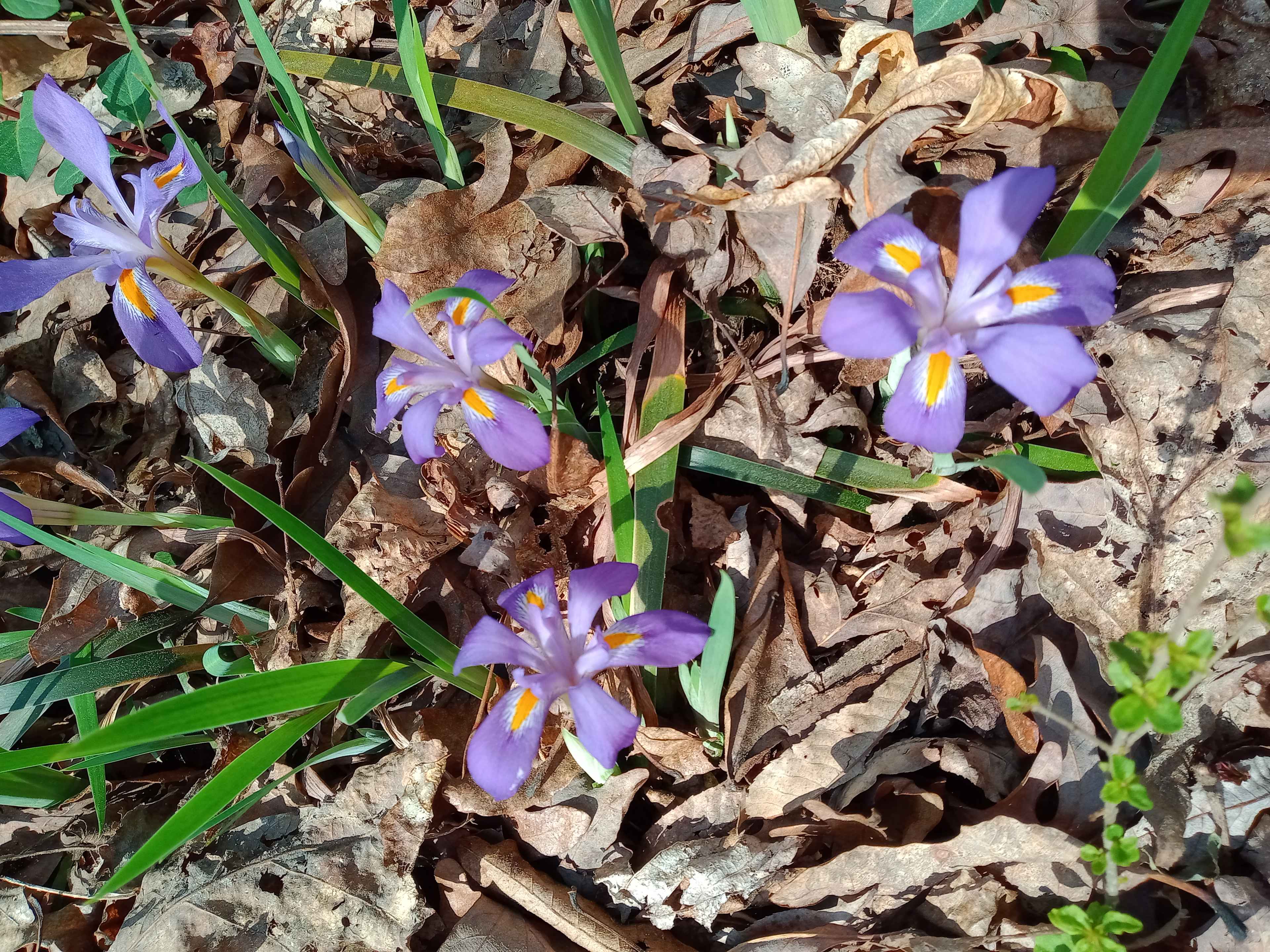 Woodybrooke Farm Campground