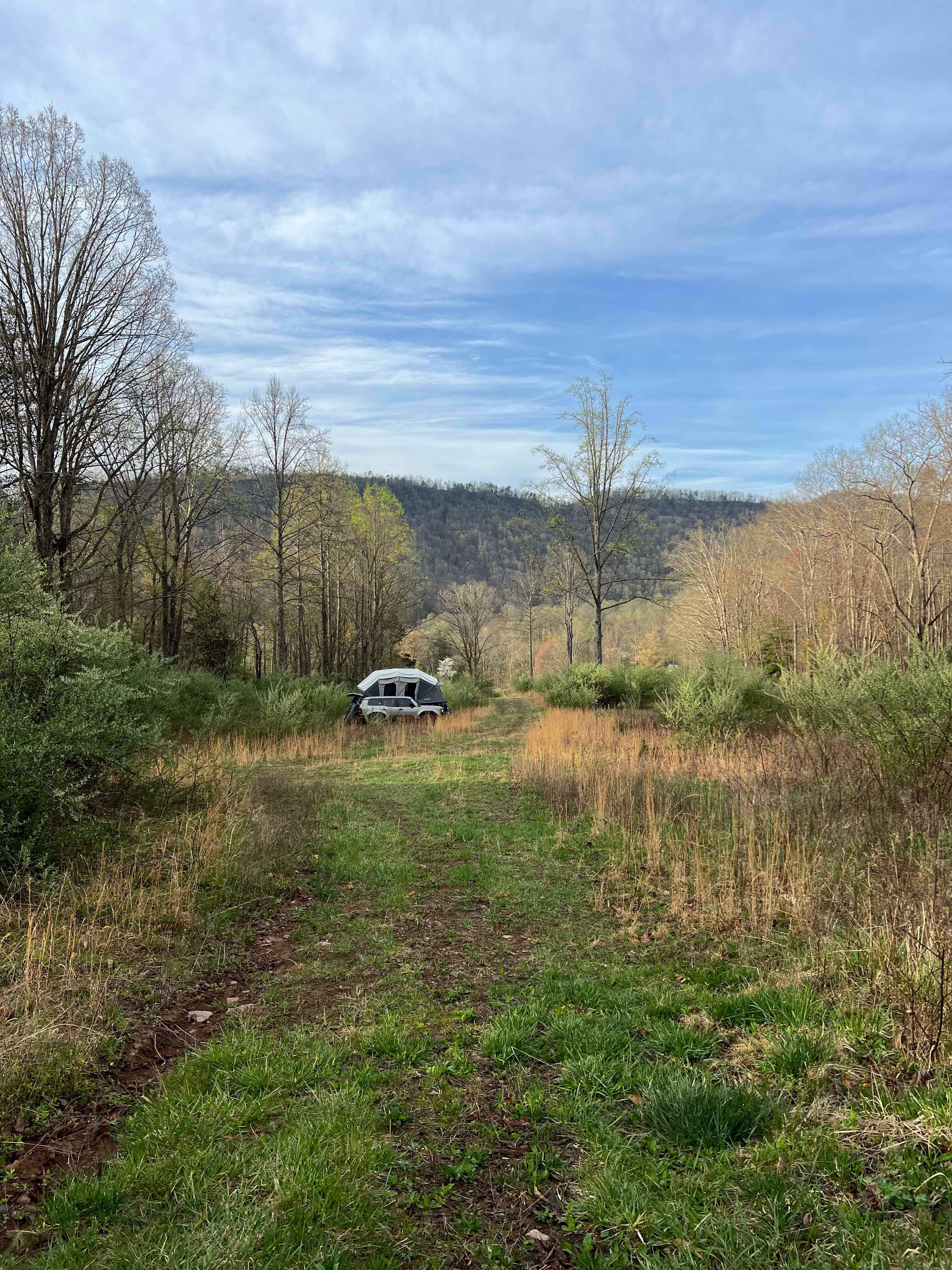 Creeping Thyme Forest