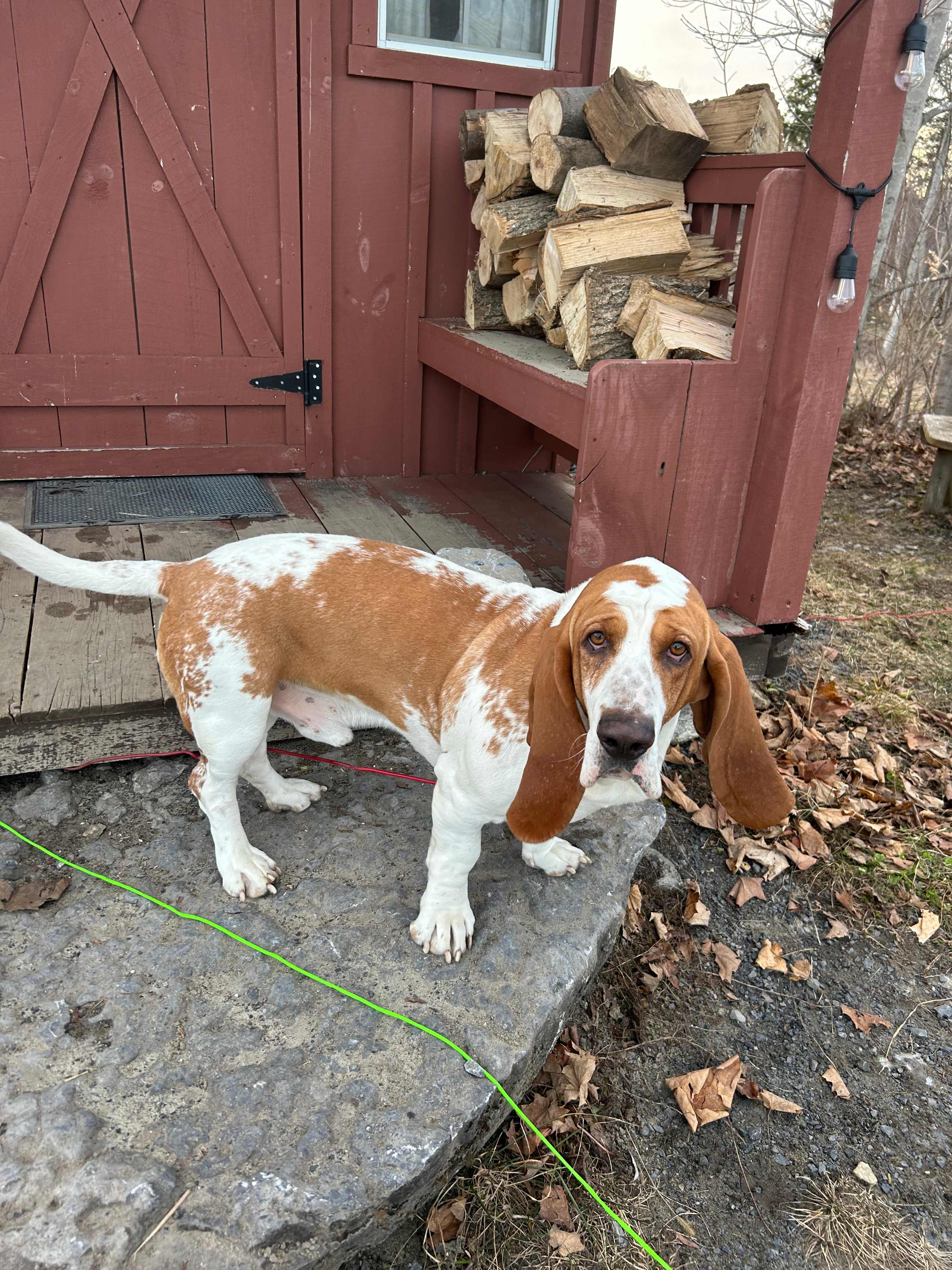 the Goose - Jamink Farm