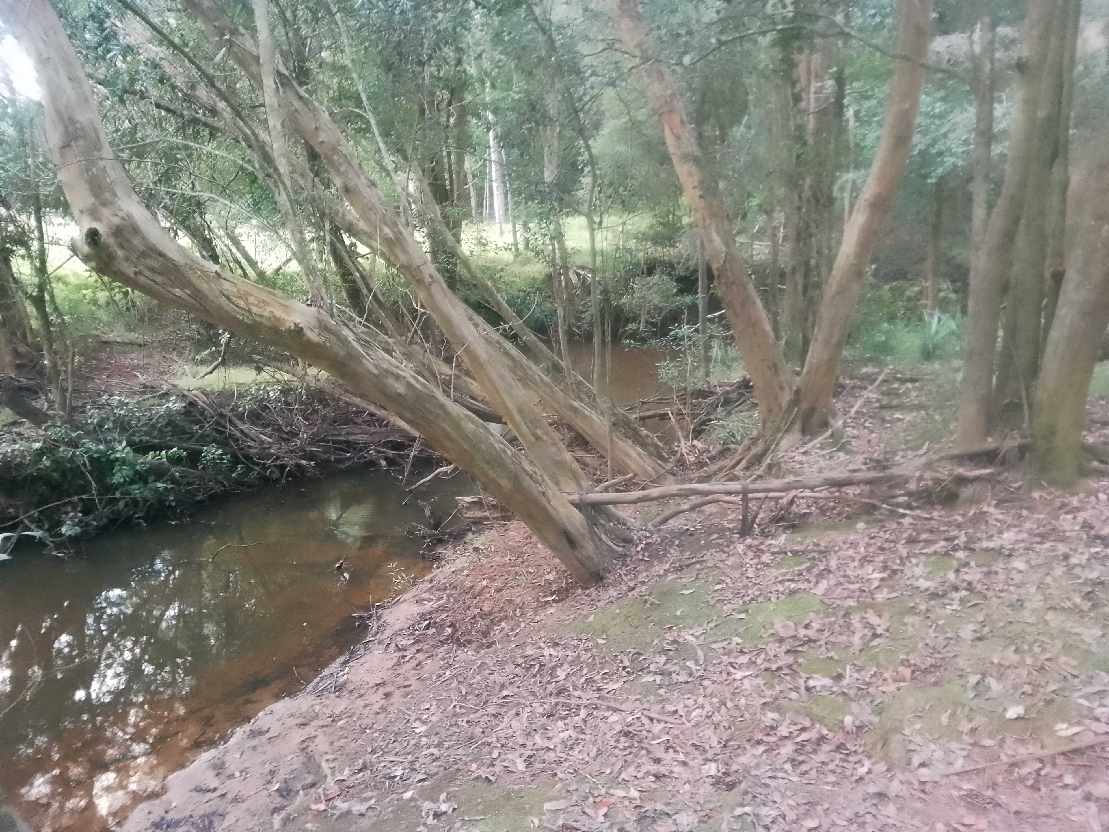 Platypus Bend