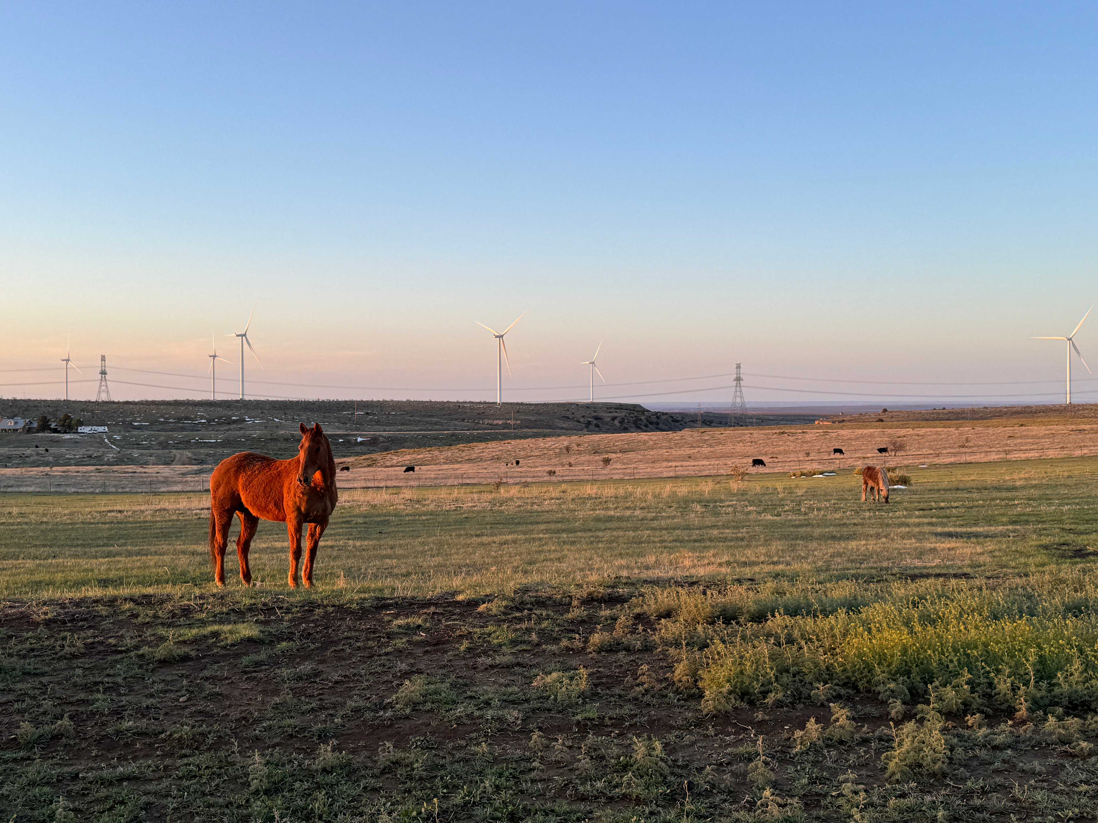 Coyote Breaks Farm