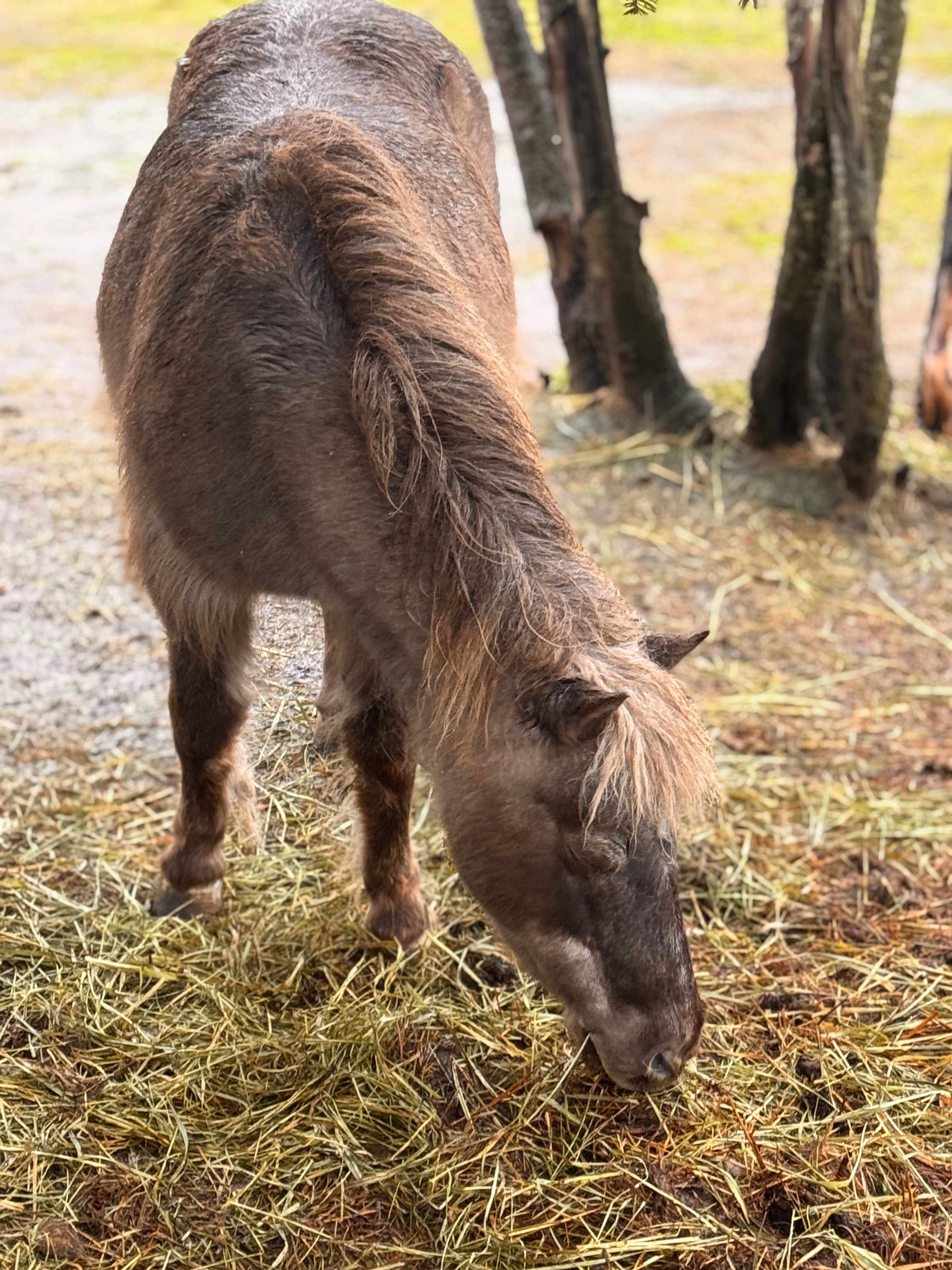 Another farm friend. 