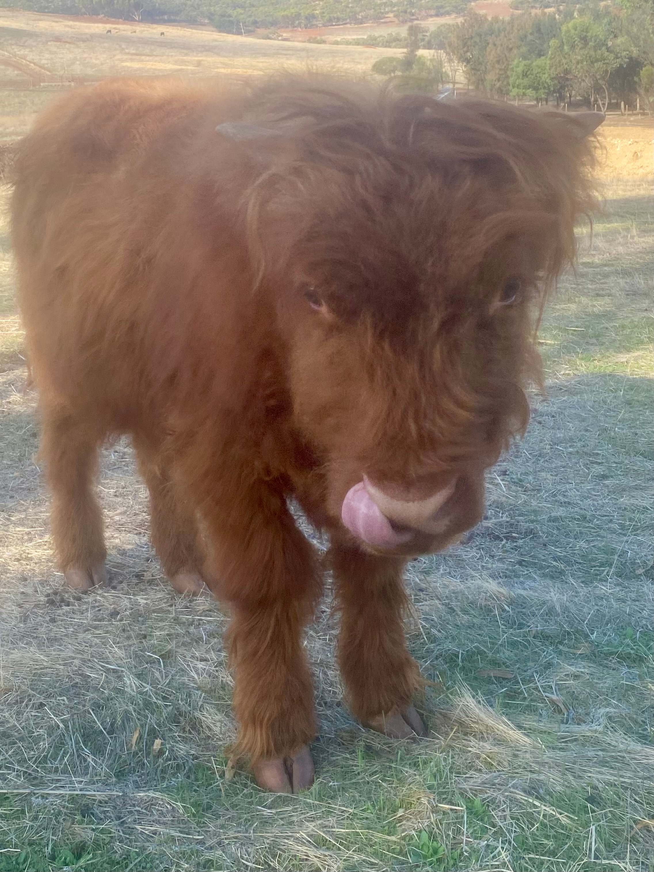 Sandalwood Downs  Farm Stay Toodyay