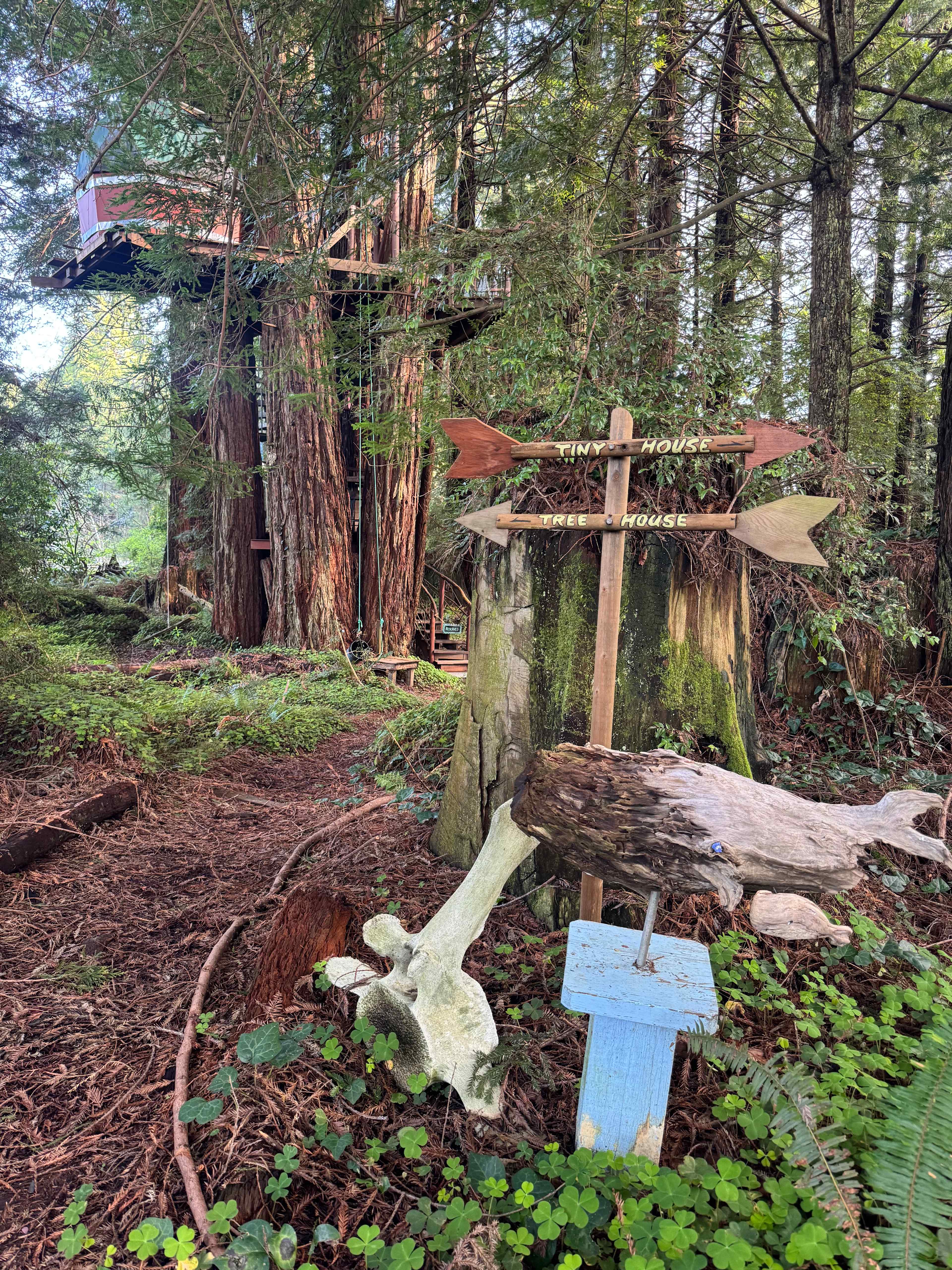 Redwood Retreat