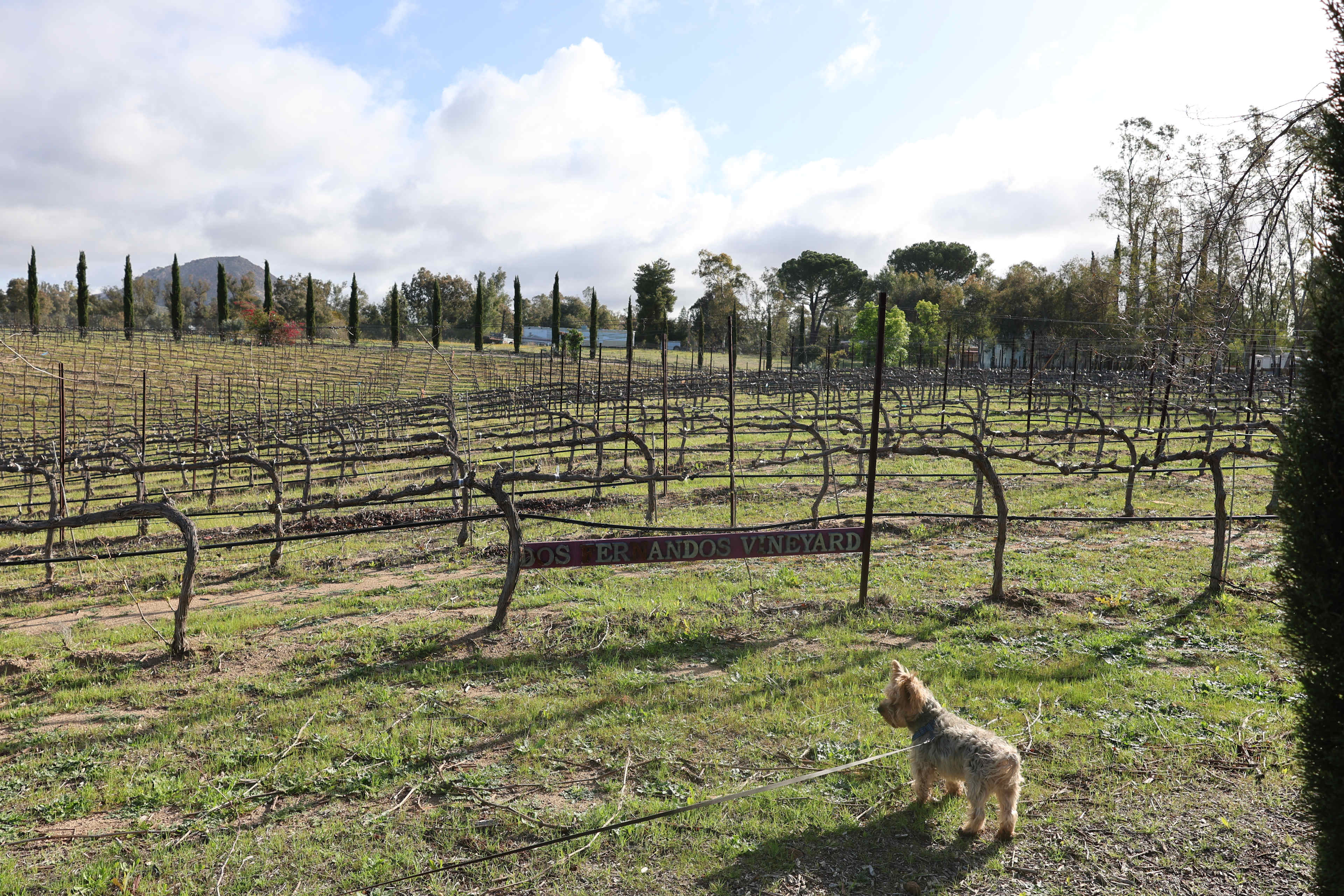 Dos Fernandos' Hideaway RV vineyard