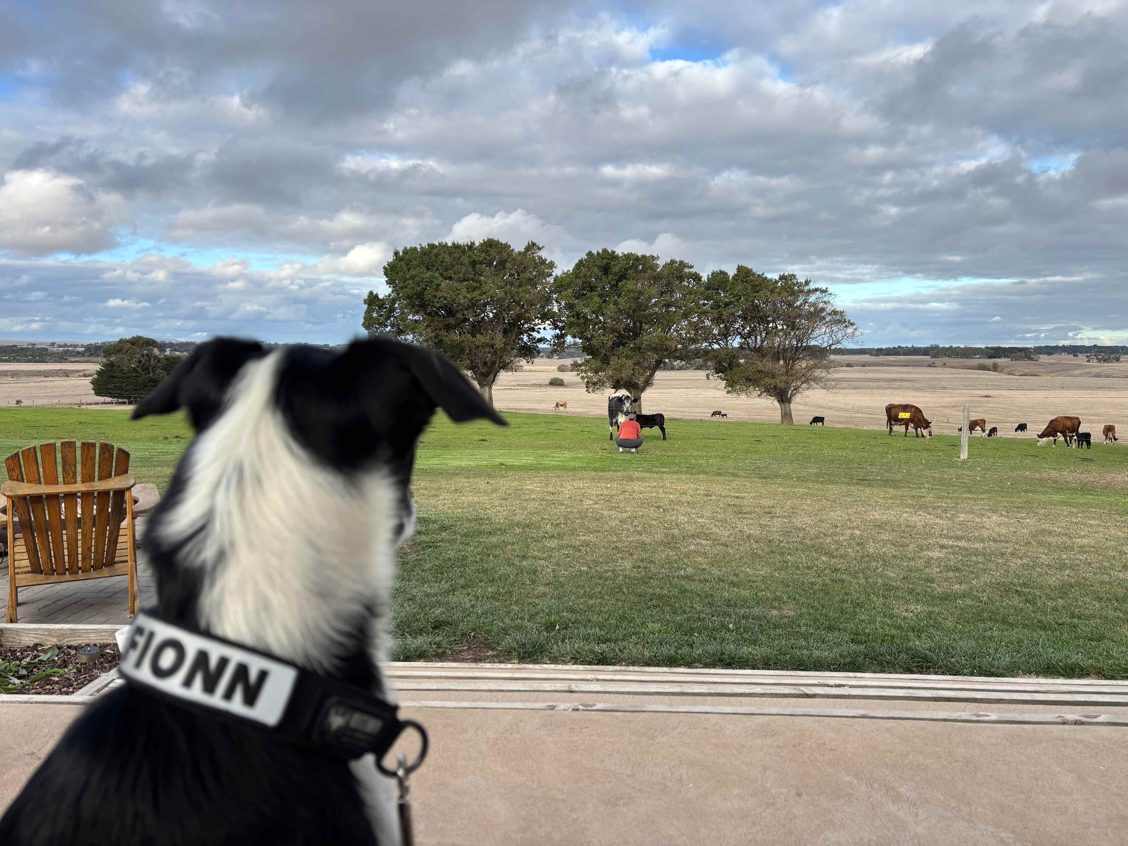 Doggo likes the view