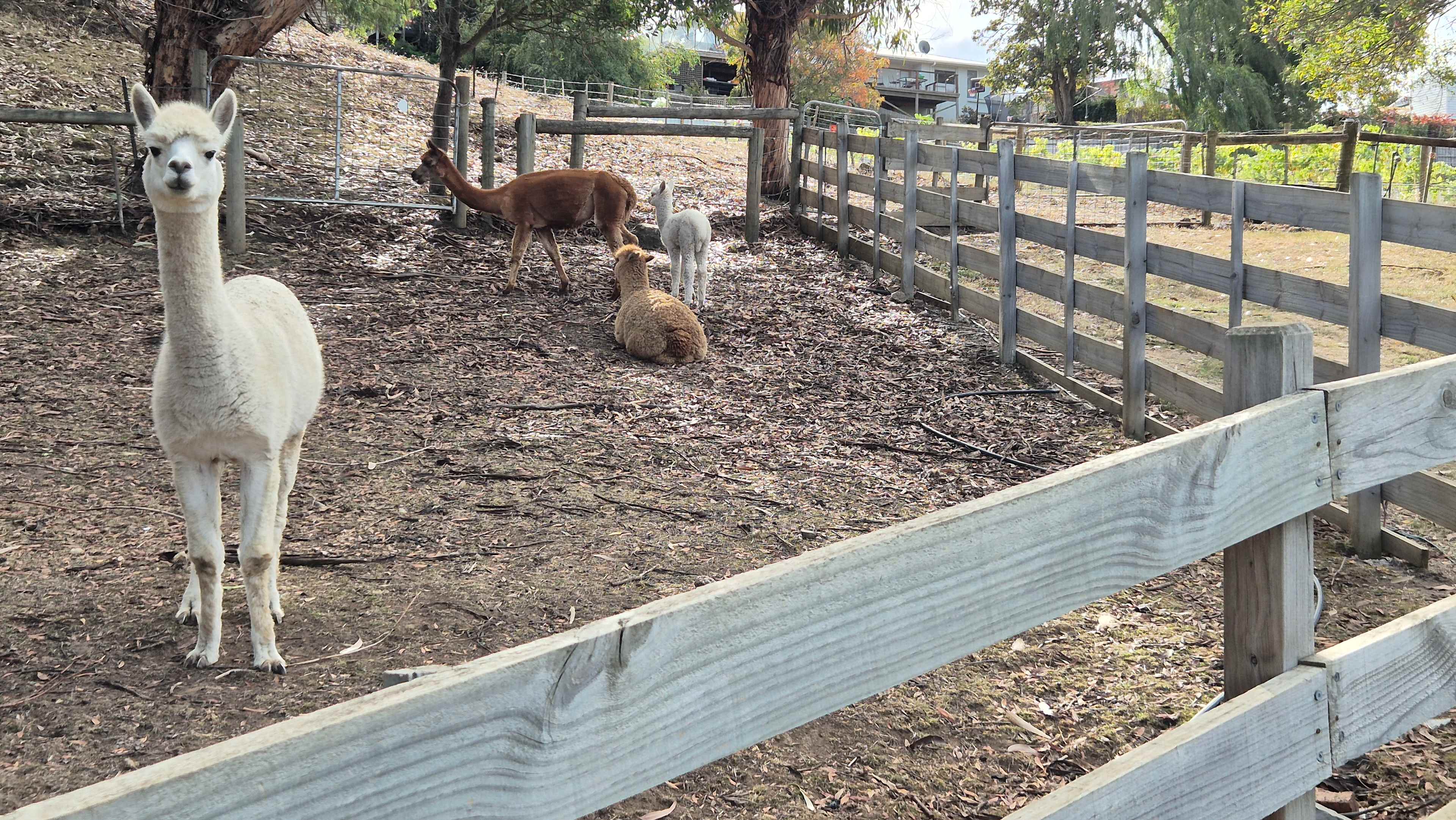 Old Macs Farm Stay