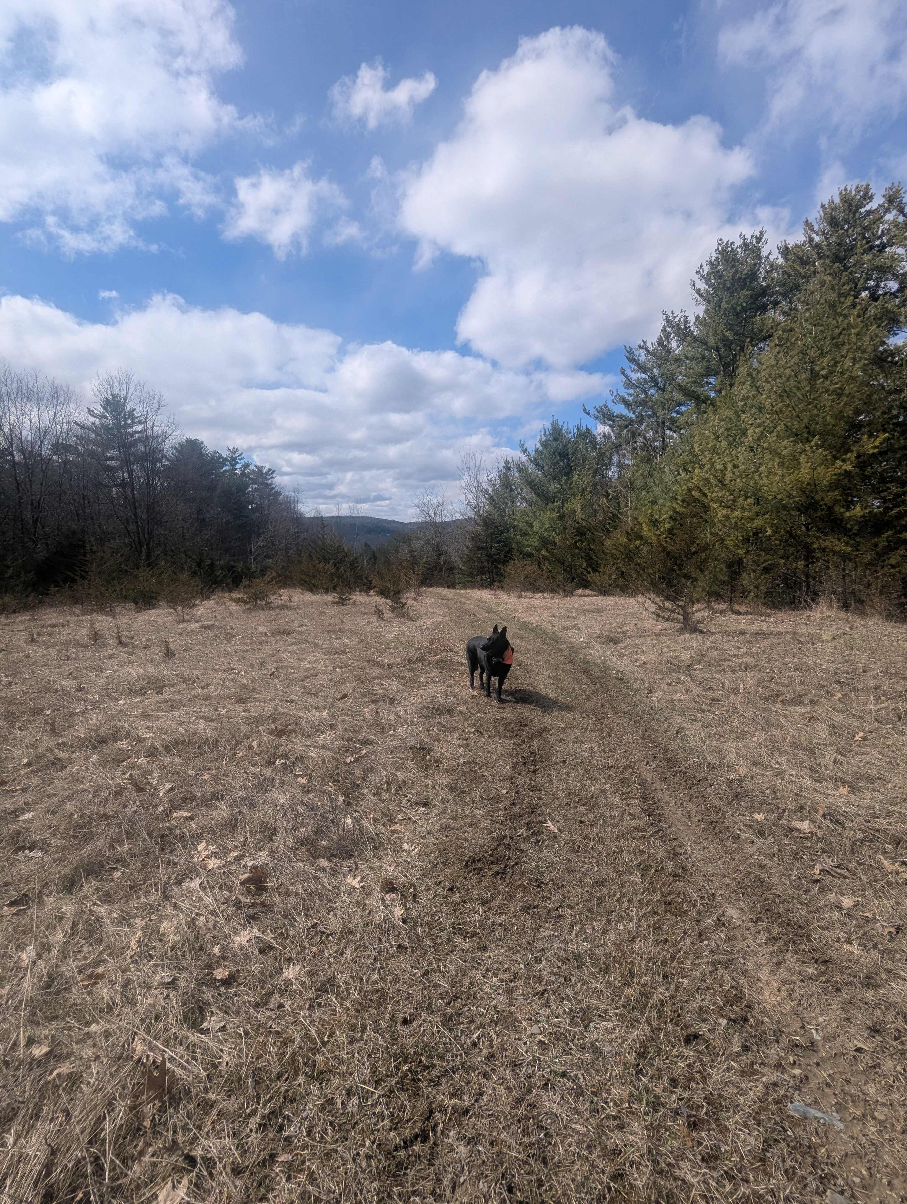 Trails in the woods next to site