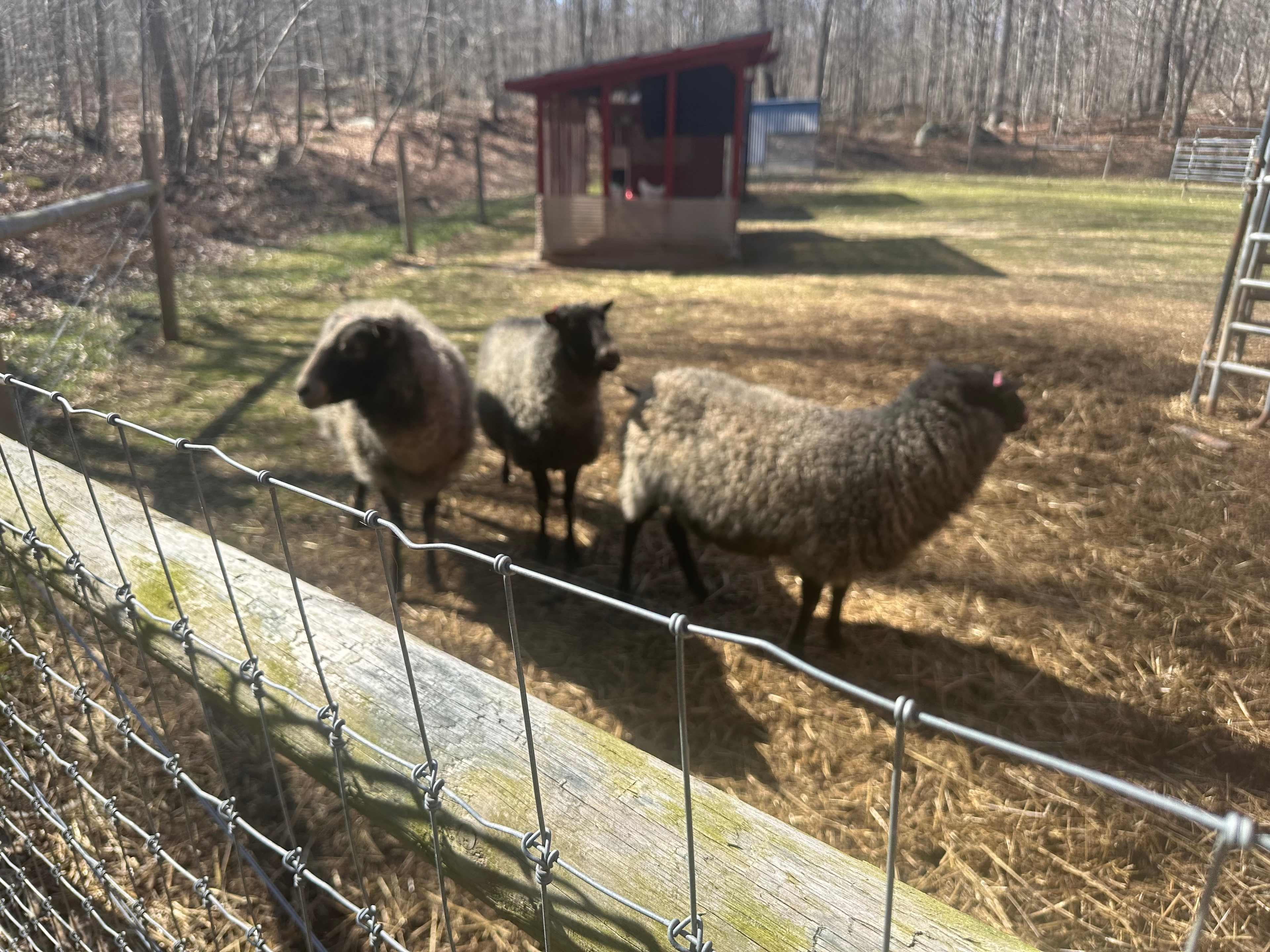 Blackburn Farm